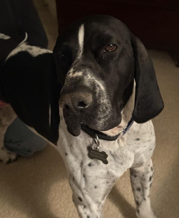 Enlarge George, a Adoptable German Shorthaired Pointer in Alexandria, VA image 4/6