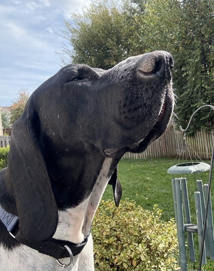 George, Adoptable, Adult Male German Shorthaired Pointer.