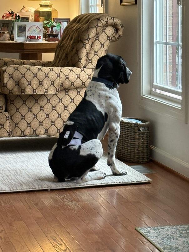 Enlarge George, a Adoptable German Shorthaired Pointer in Alexandria, VA image 5/6