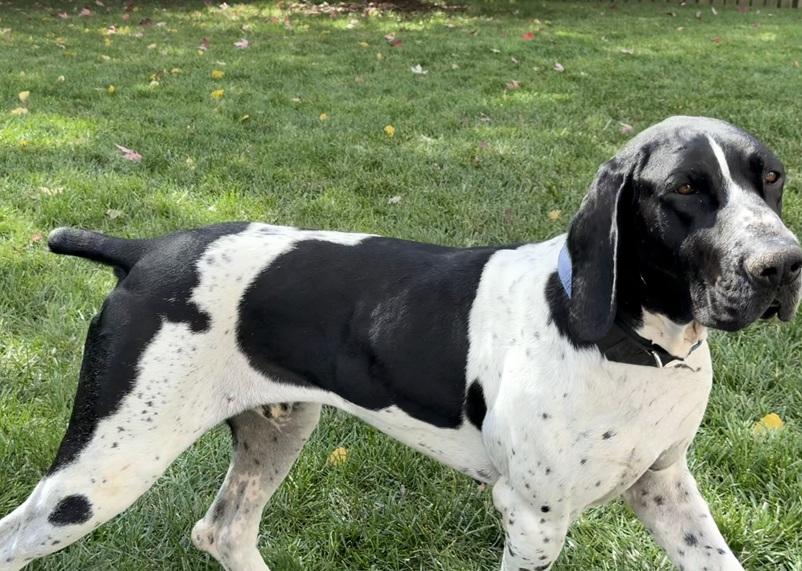 Enlarge George, a Adoptable German Shorthaired Pointer in Alexandria, VA image 6/6