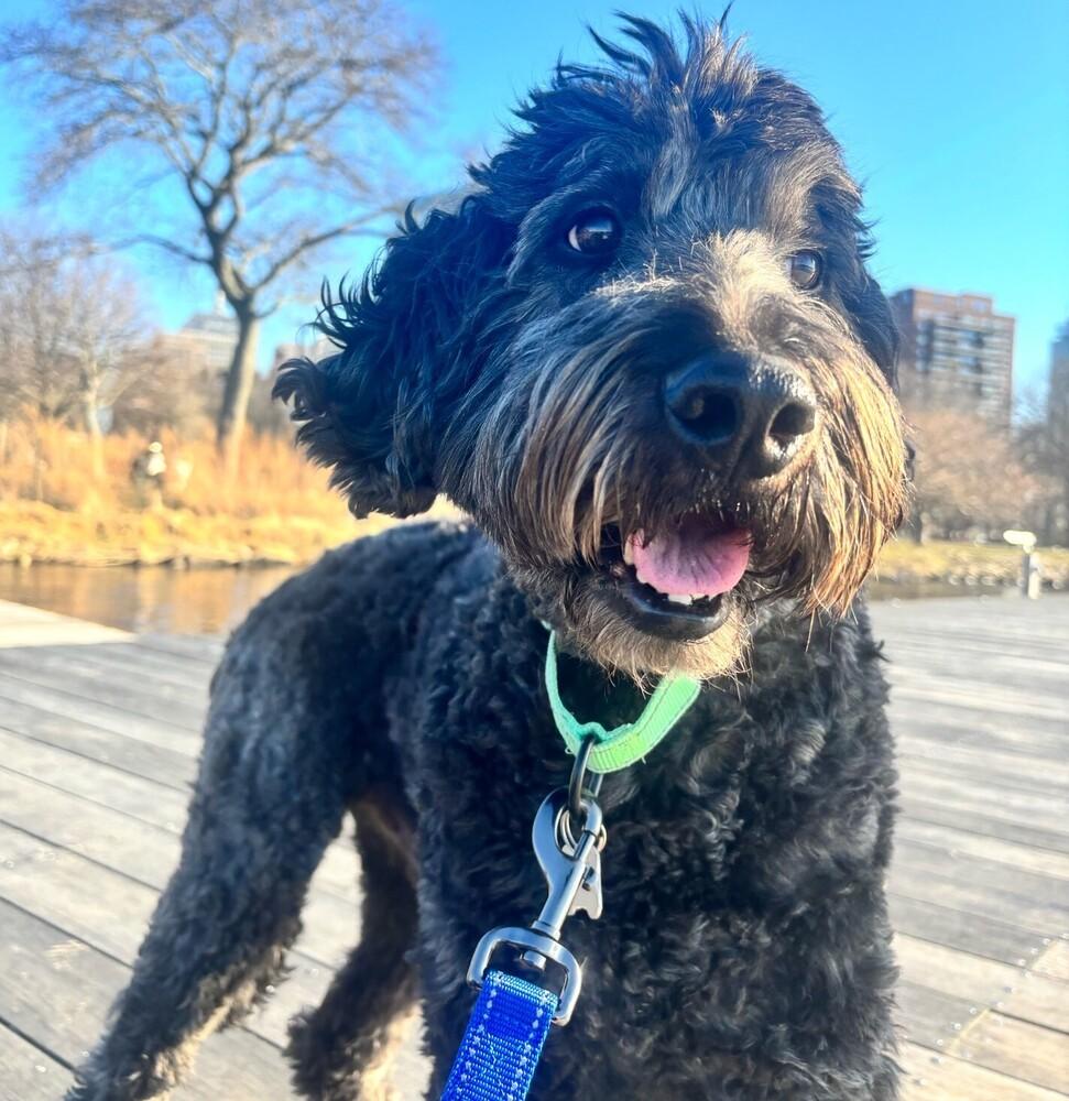 Toto, Adoptable, Adult Male Labradoodle.