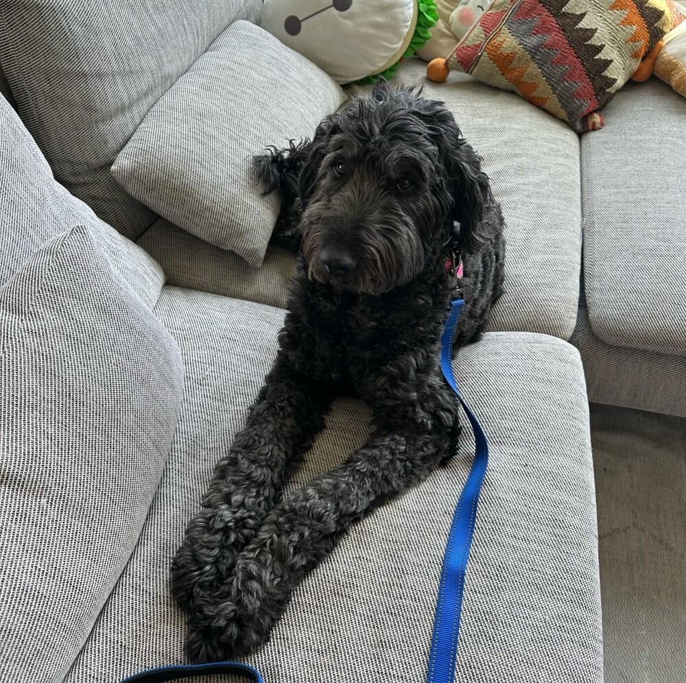 Toto, a Adoptable mixed breed in Boston, MA image 3/6