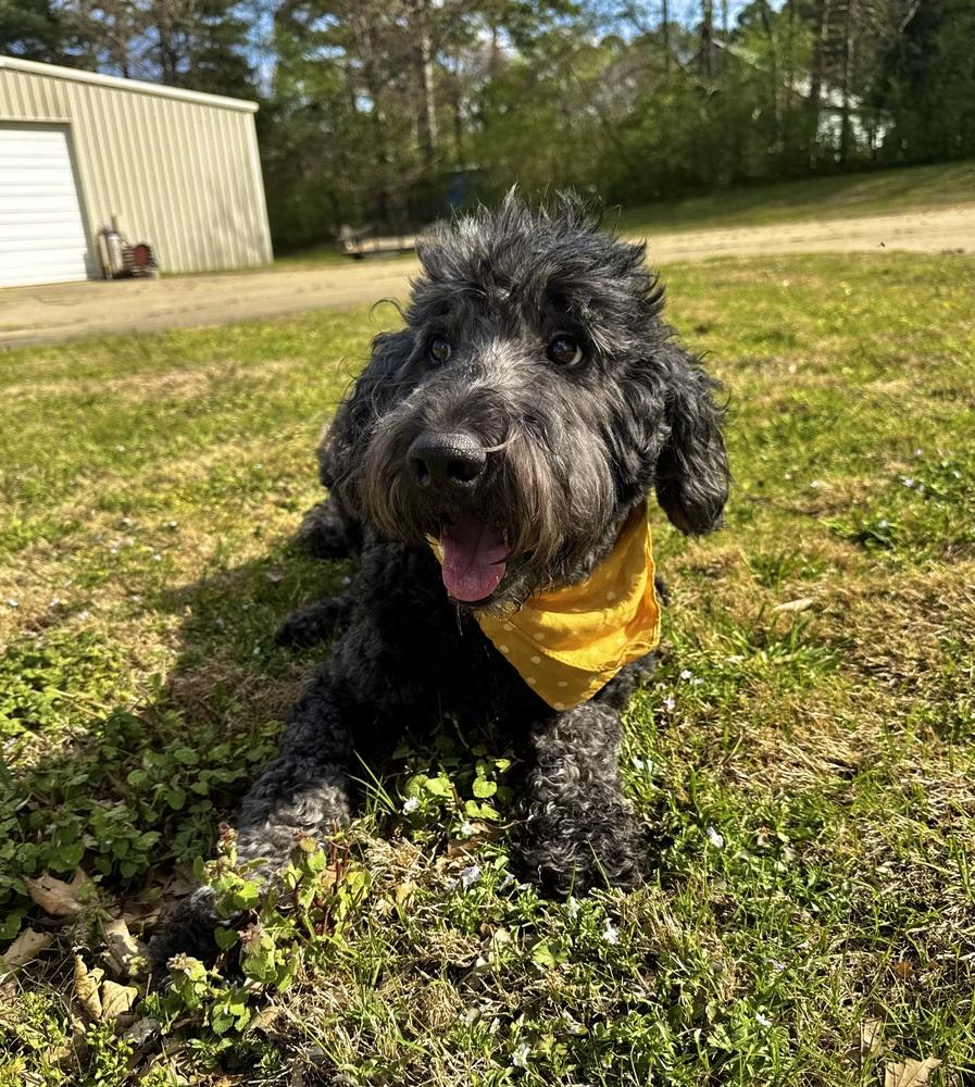 Toto, a Adoptable mixed breed in Boston, MA image 4/6