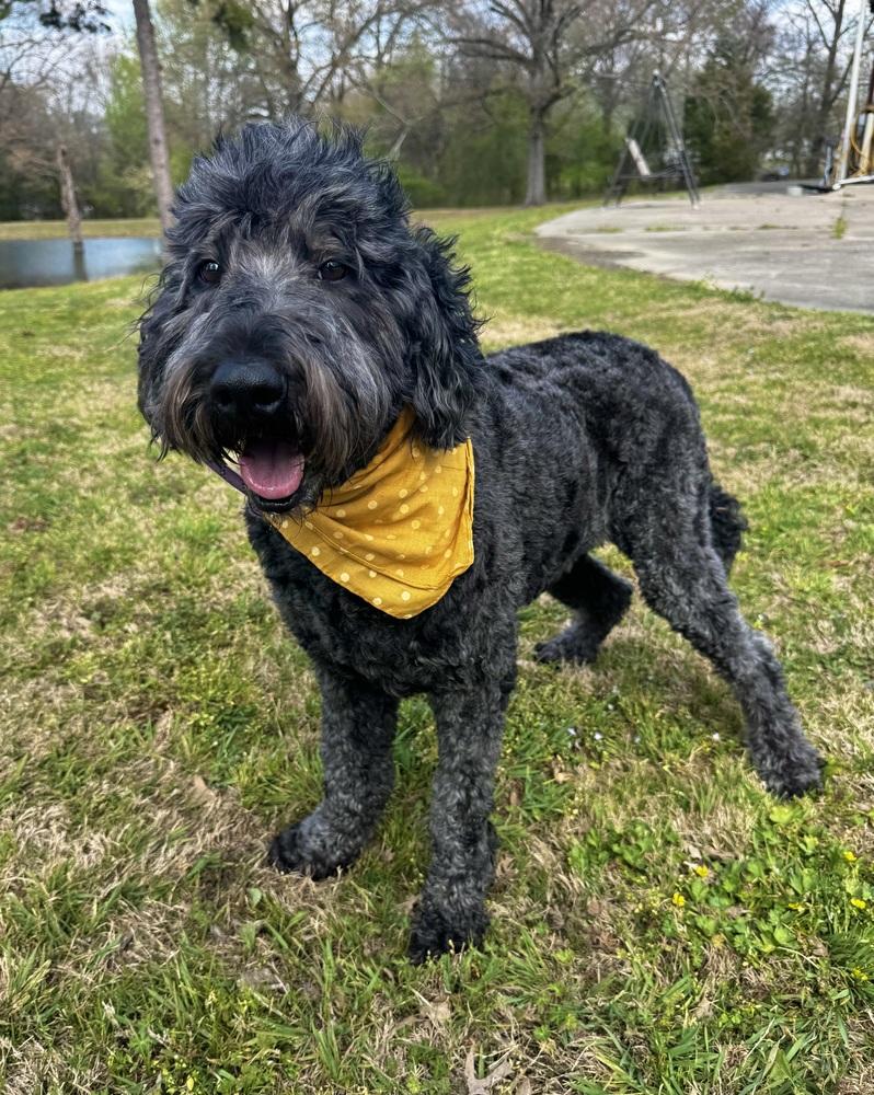 Toto, a Adoptable mixed breed in Boston, MA image 5/6