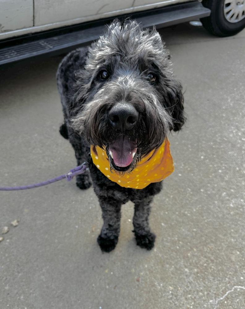Toto, a Adoptable mixed breed in Boston, MA image 6/6