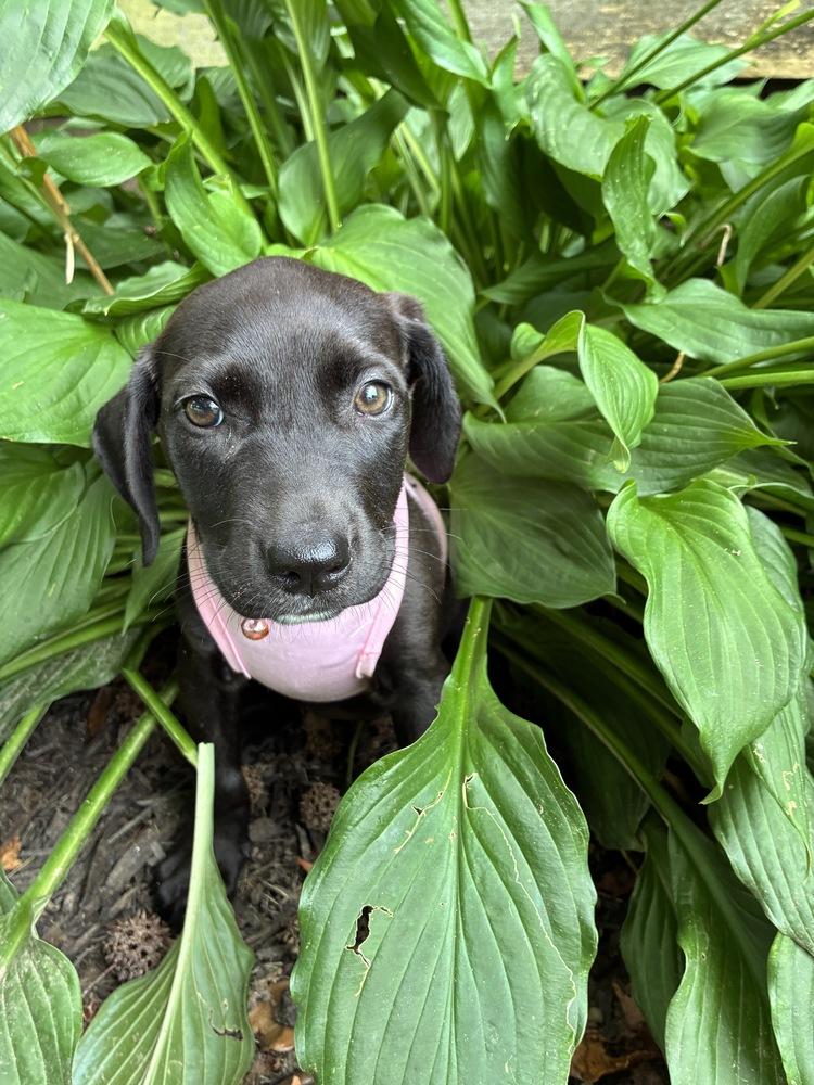 Enlarge Danis / Liberty, a Adoptable mixed breed in Broomfield, CO image 3/3