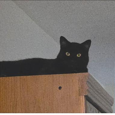 Enlarge Octavius, a Adoptable mixed breed in Huntsville, AL image 1/3