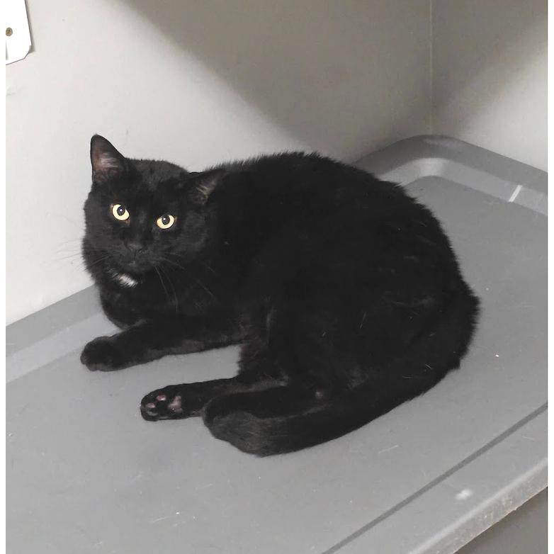 Enlarge Octavius, a Adoptable mixed breed in Huntsville, AL image 2/3