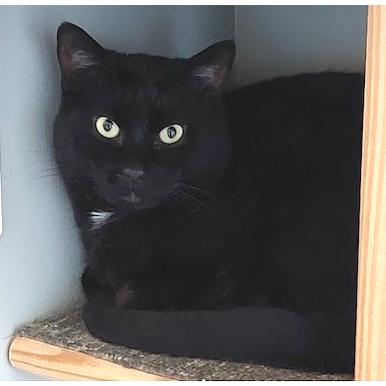 Enlarge Octavius, a Adoptable mixed breed in Huntsville, AL image 3/3