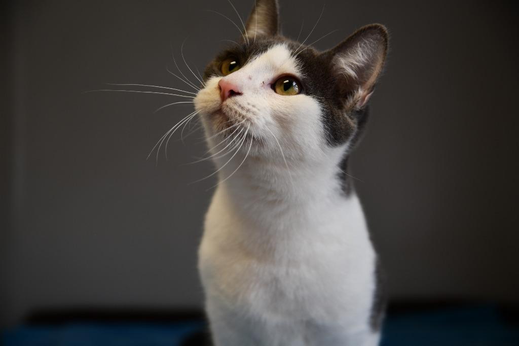 Enlarge Fro-yo, a Adoptable mixed breed in Highland Village, TX image 1/2