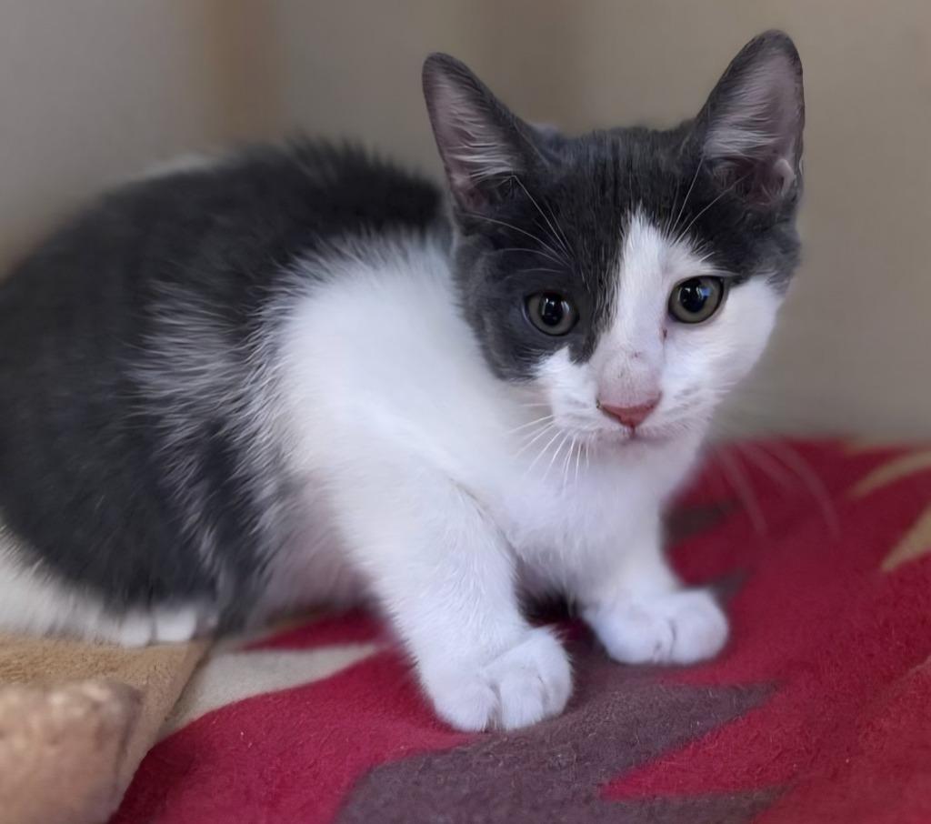 Fro-yo, Adoptable, Kitten Male Domestic Short Hair.