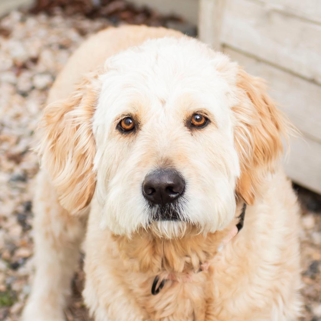 Enlarge Clara, a Adoptable Mixed Breed in Middletown, RI image 1/1