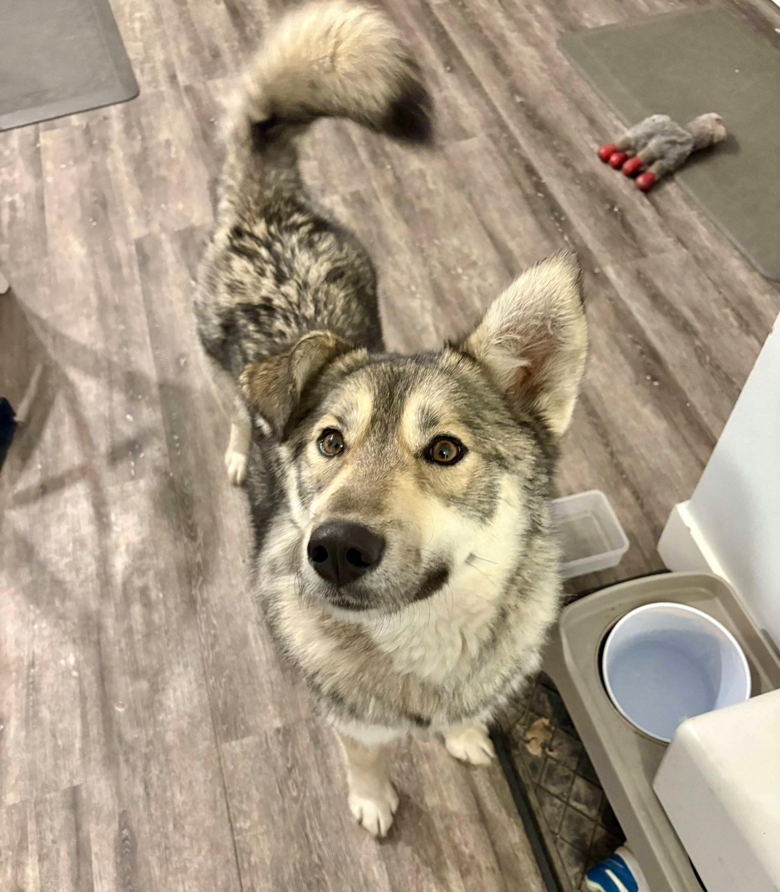 Enlarge Rocky, a ADOPTABLE mixed breed in Calgary, AB image 6/6