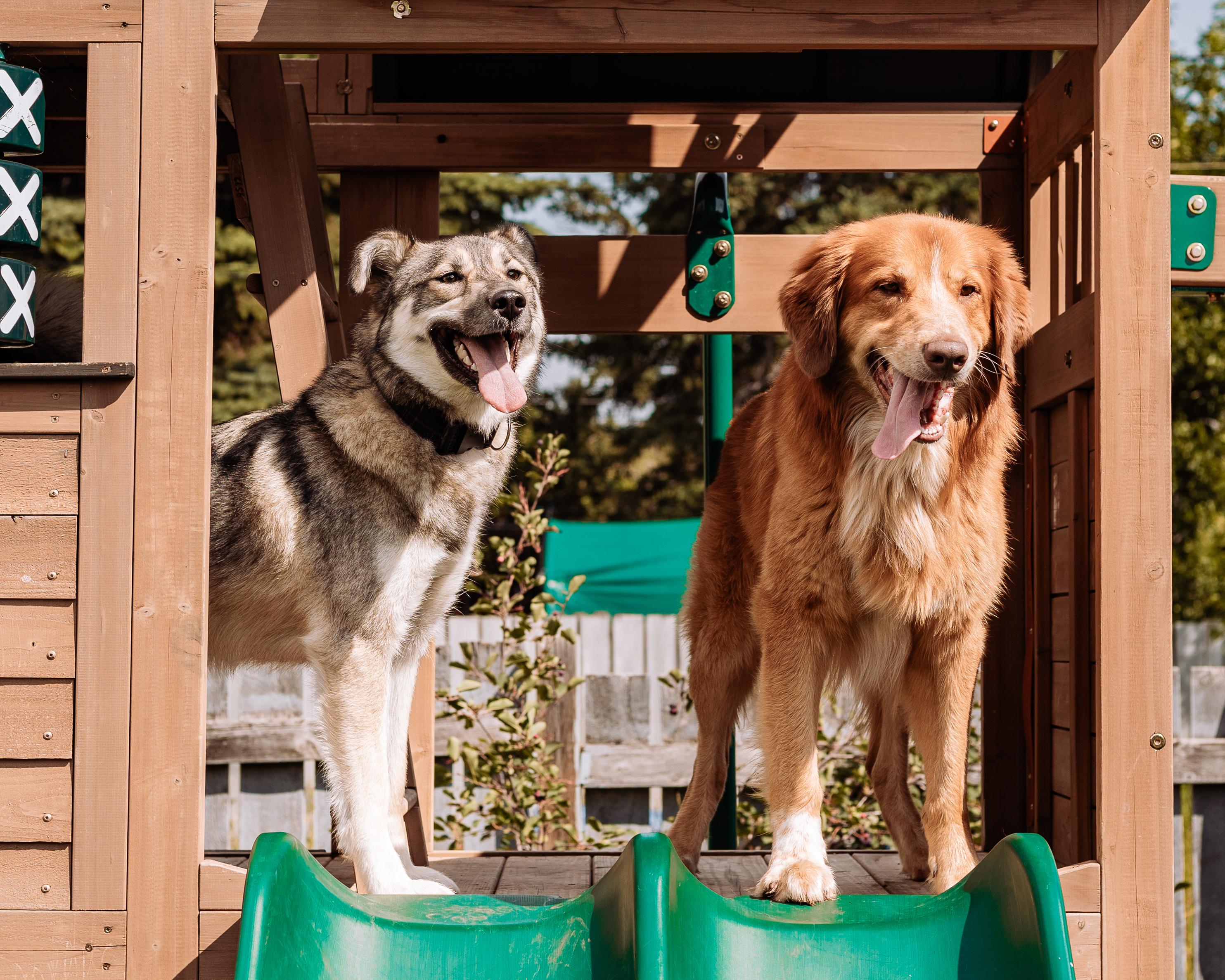 Enlarge Rocky, a ADOPTABLE mixed breed in Calgary, AB image 4/6