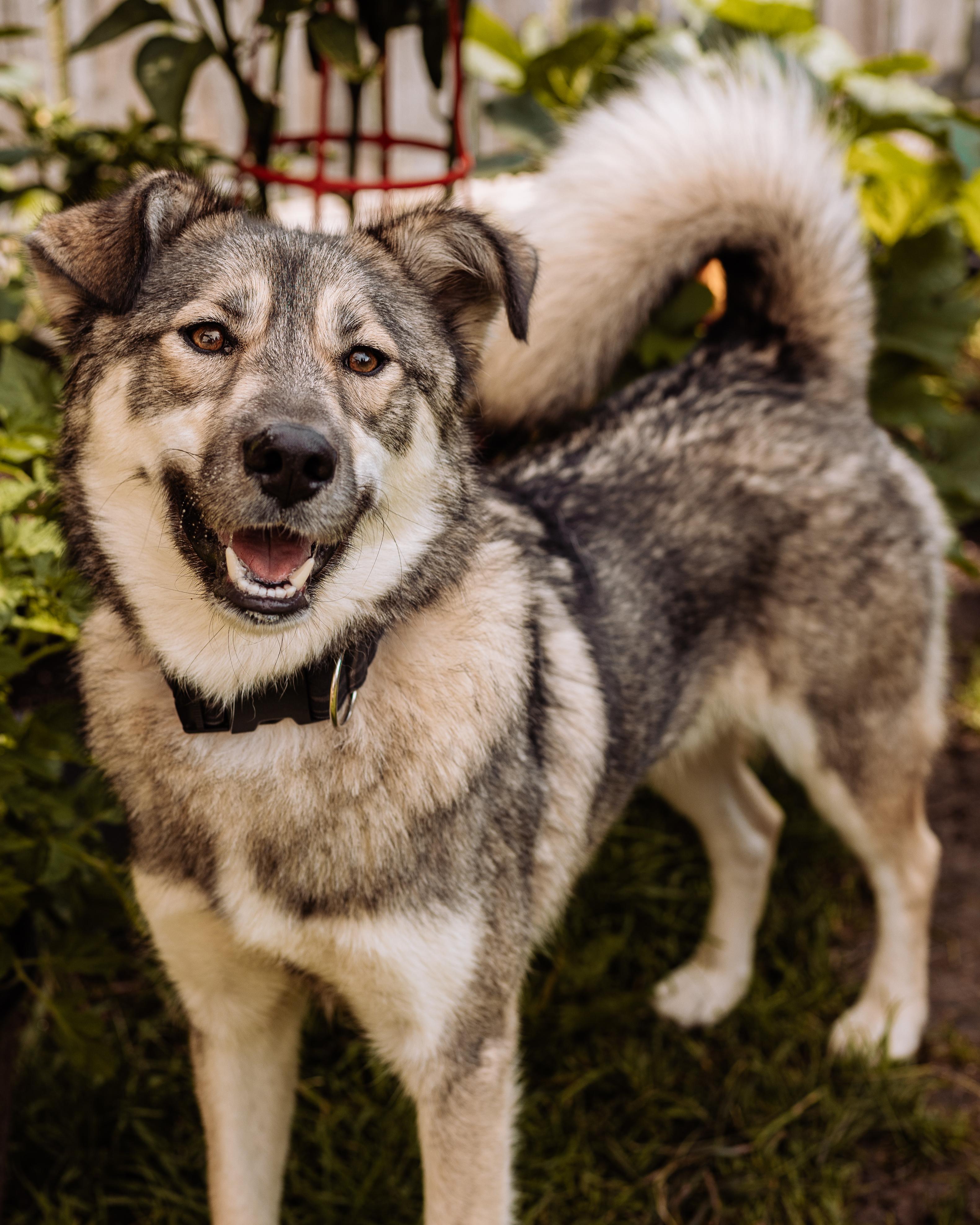 Enlarge Rocky, a ADOPTABLE mixed breed in Calgary, AB image 3/6