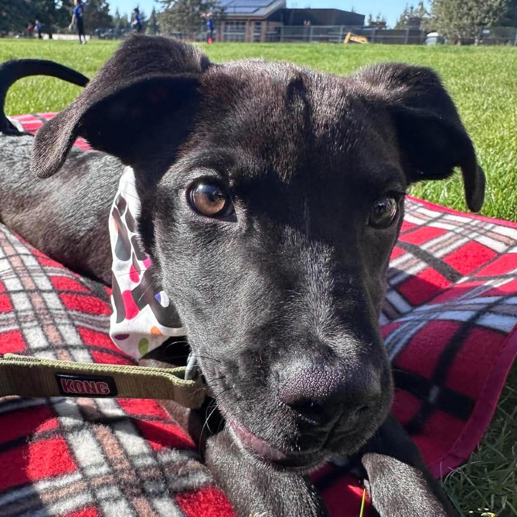 Dillar, Adoptable, Puppy Male Mixed Breed.