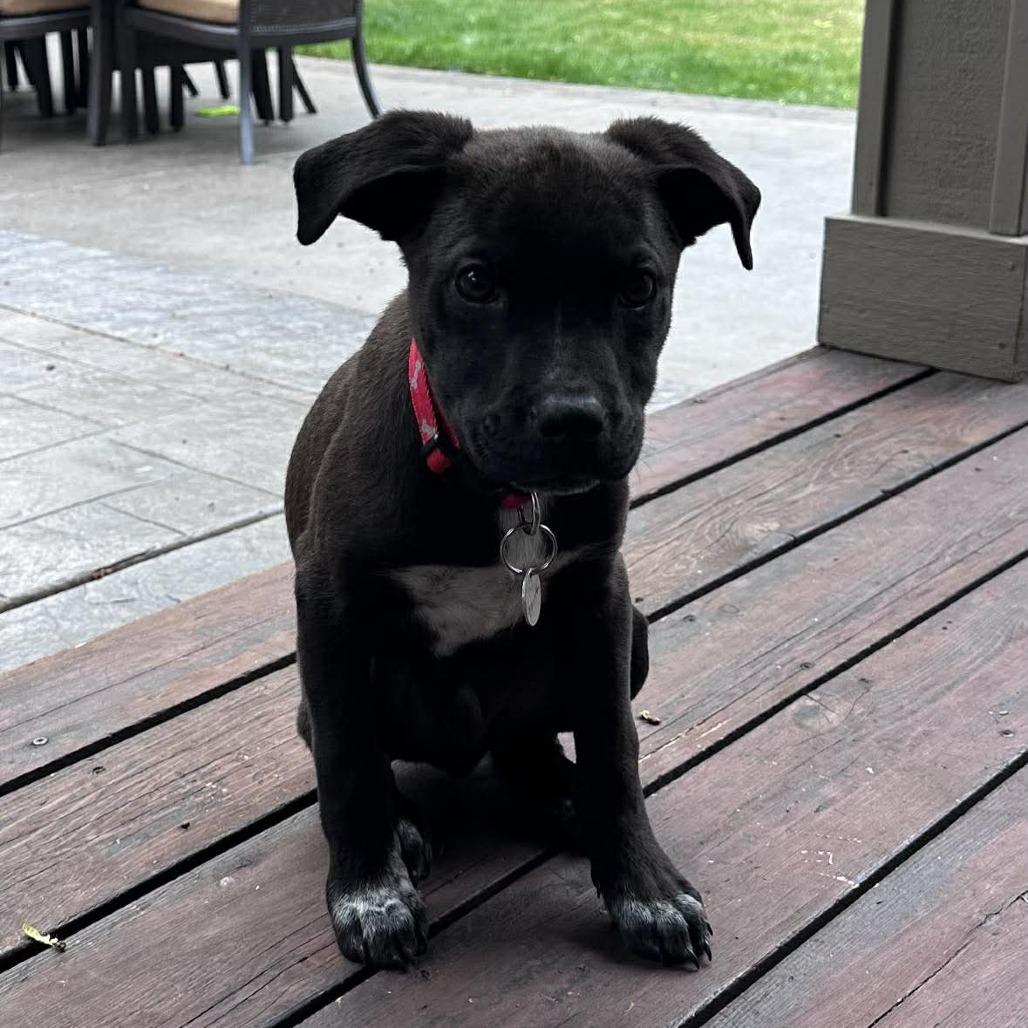 Dillar, a Adoptable Mixed Breed in Bend, OR image 2/4
