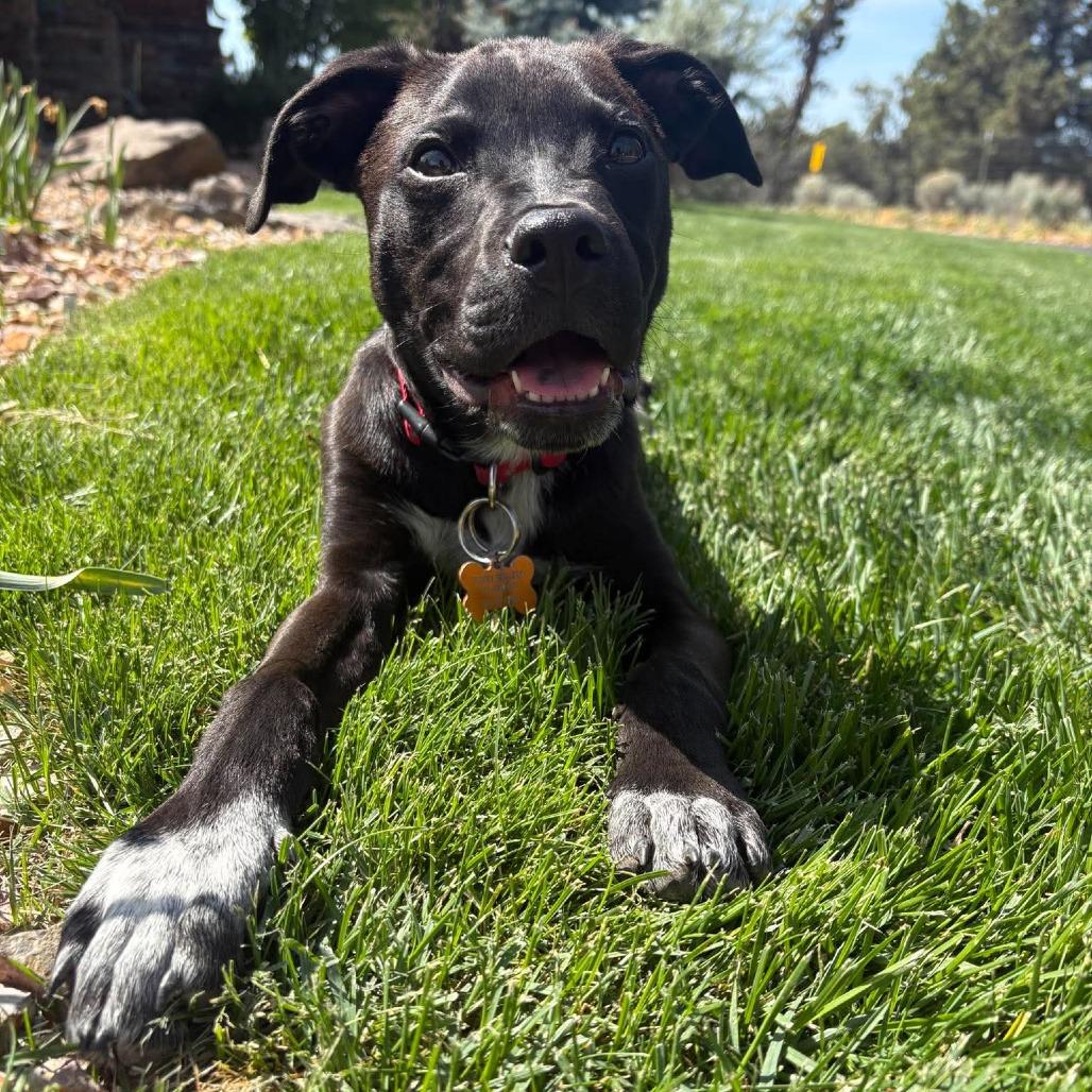 Dillar, a Adoptable Mixed Breed in Bend, OR image 3/4