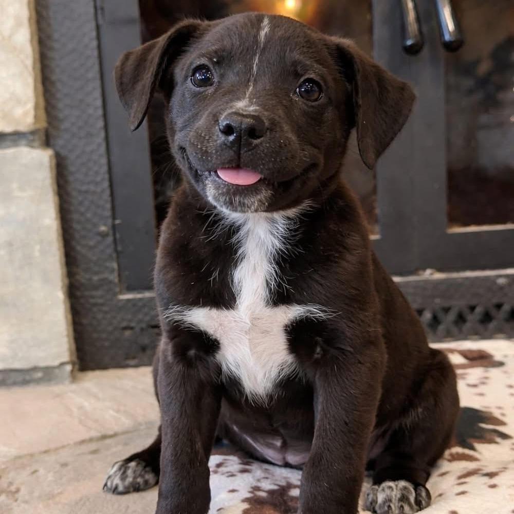Dillar, a Adoptable Mixed Breed in Bend, OR image 4/4