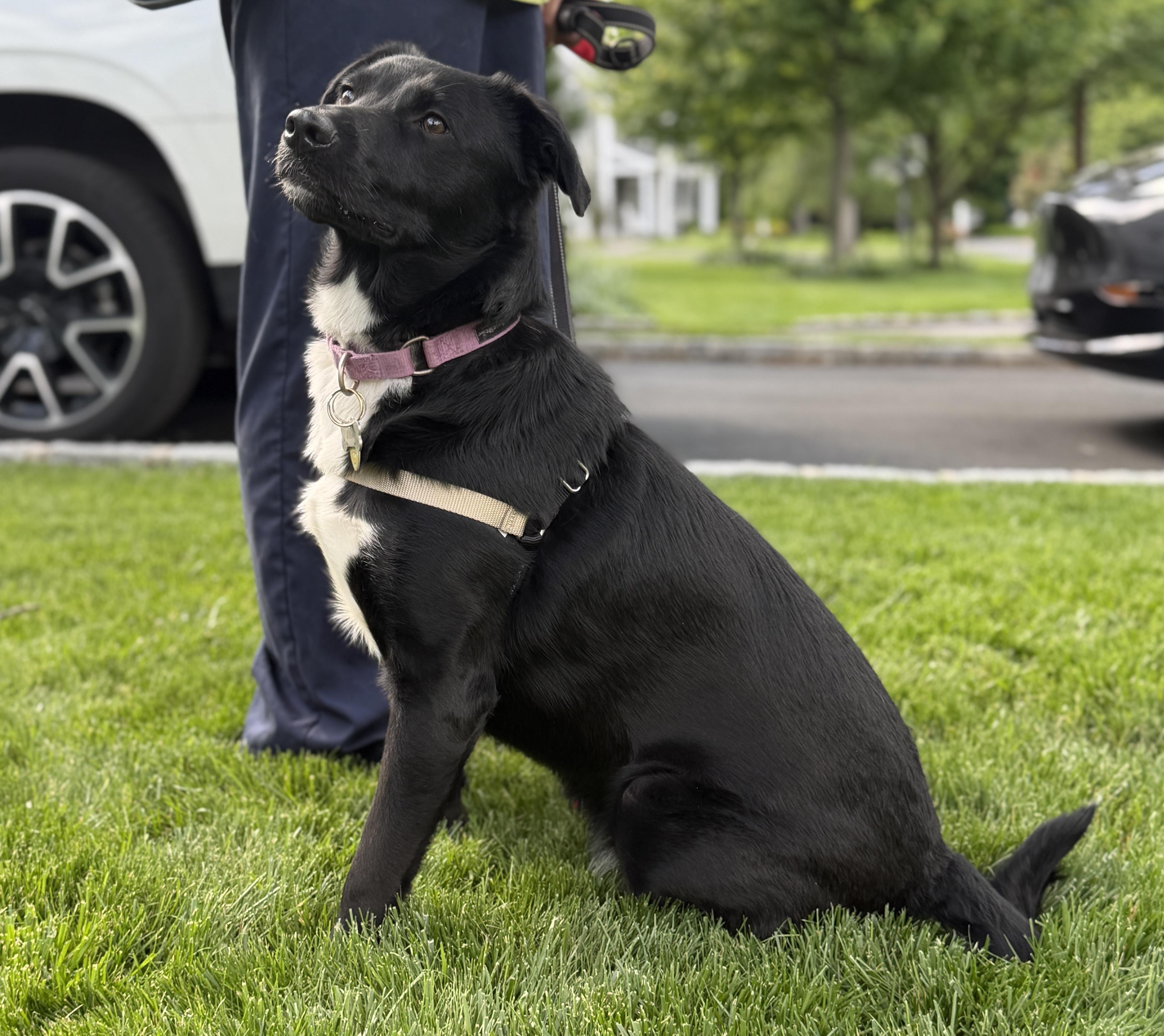 Ellie, a ADOPTABLE mixed breed in Chatham, NJ image 4/6