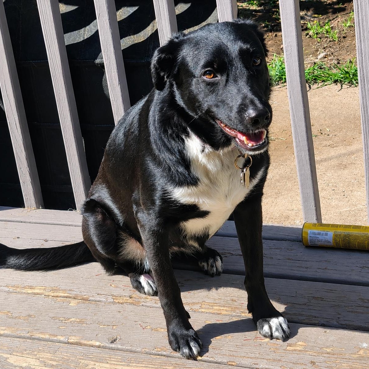 Ellie, a ADOPTABLE mixed breed in Chatham, NJ image 1/6