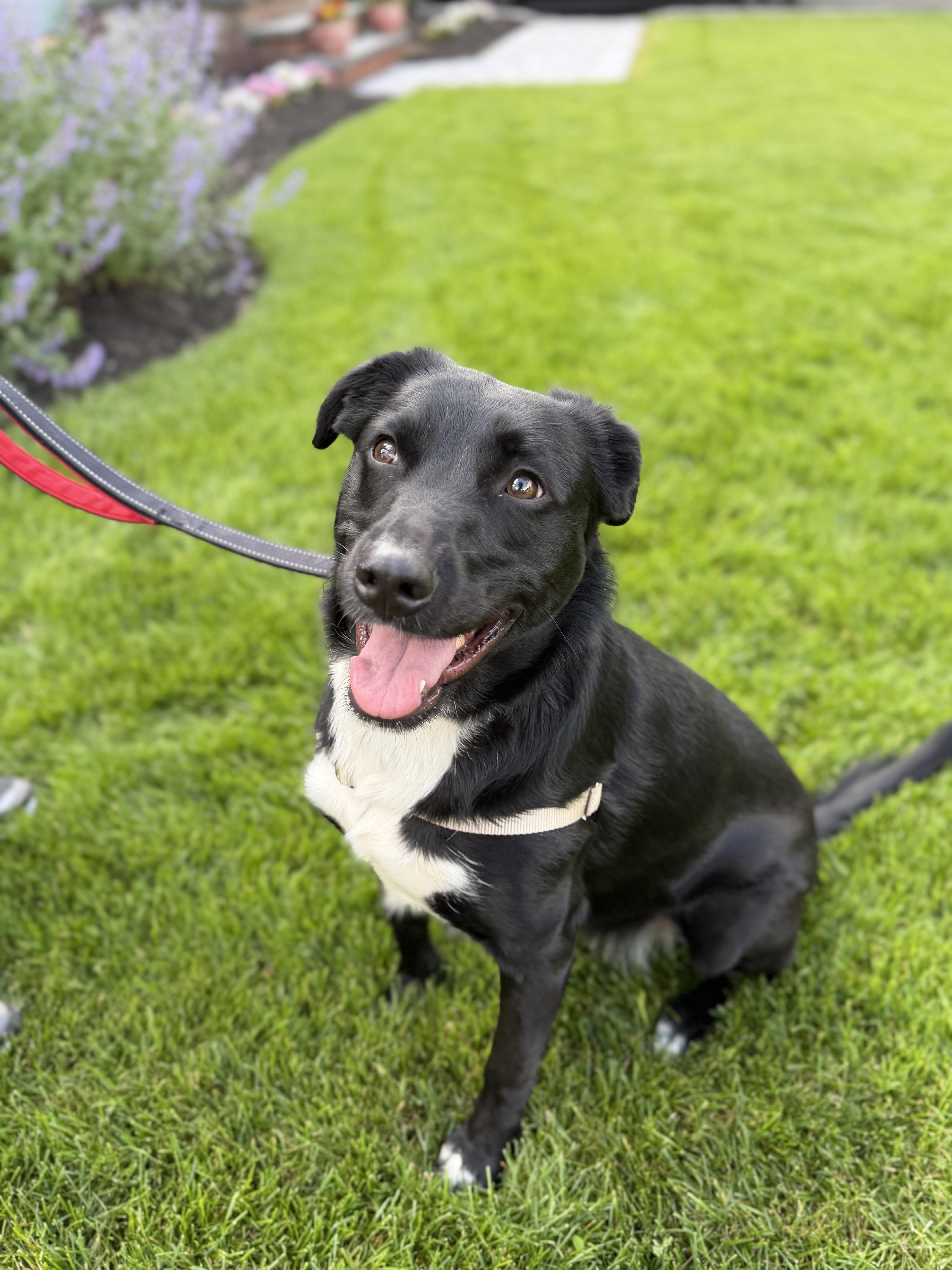 Ellie, a ADOPTABLE mixed breed in Chatham, NJ image 3/6