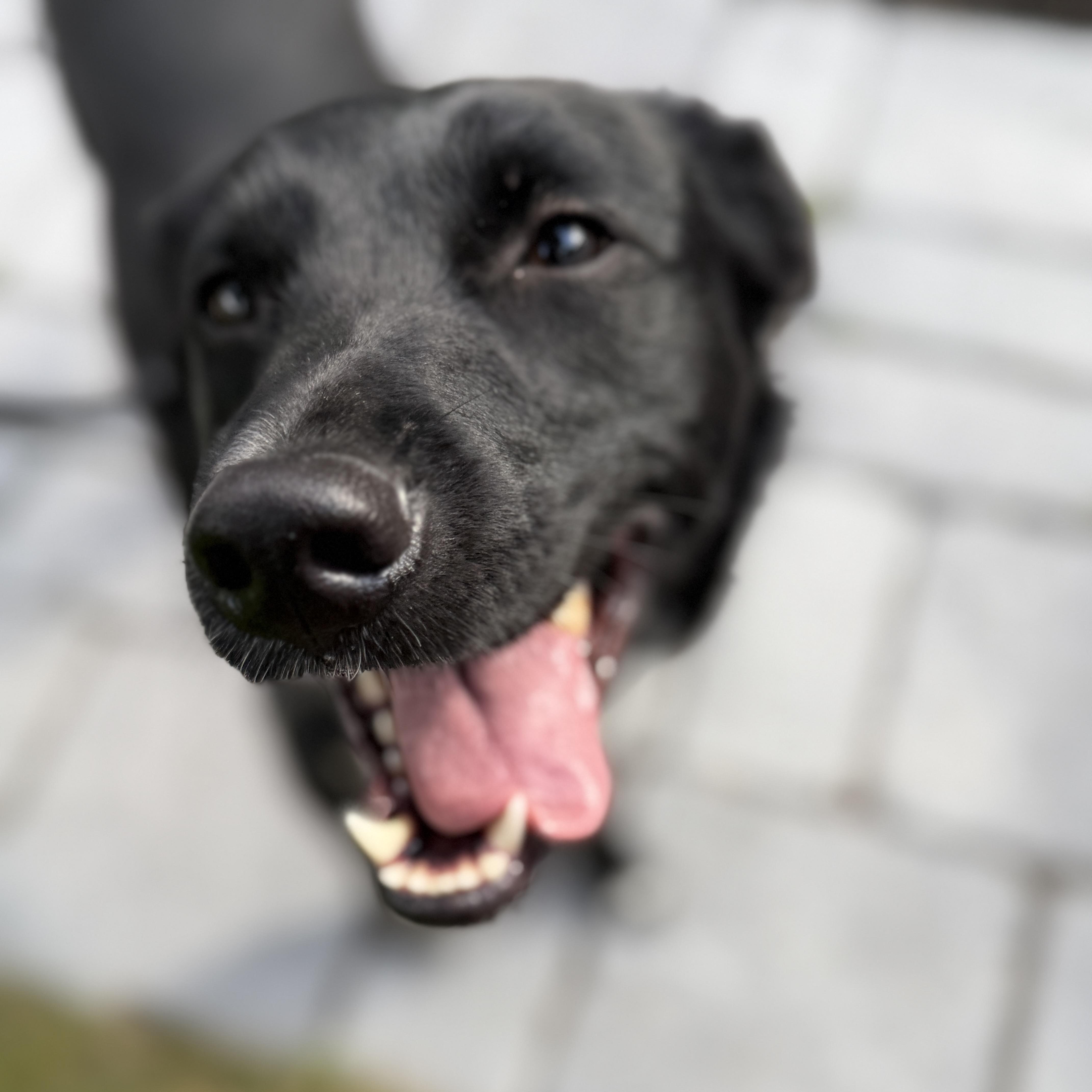 Ellie, a ADOPTABLE mixed breed in Chatham, NJ image 5/6