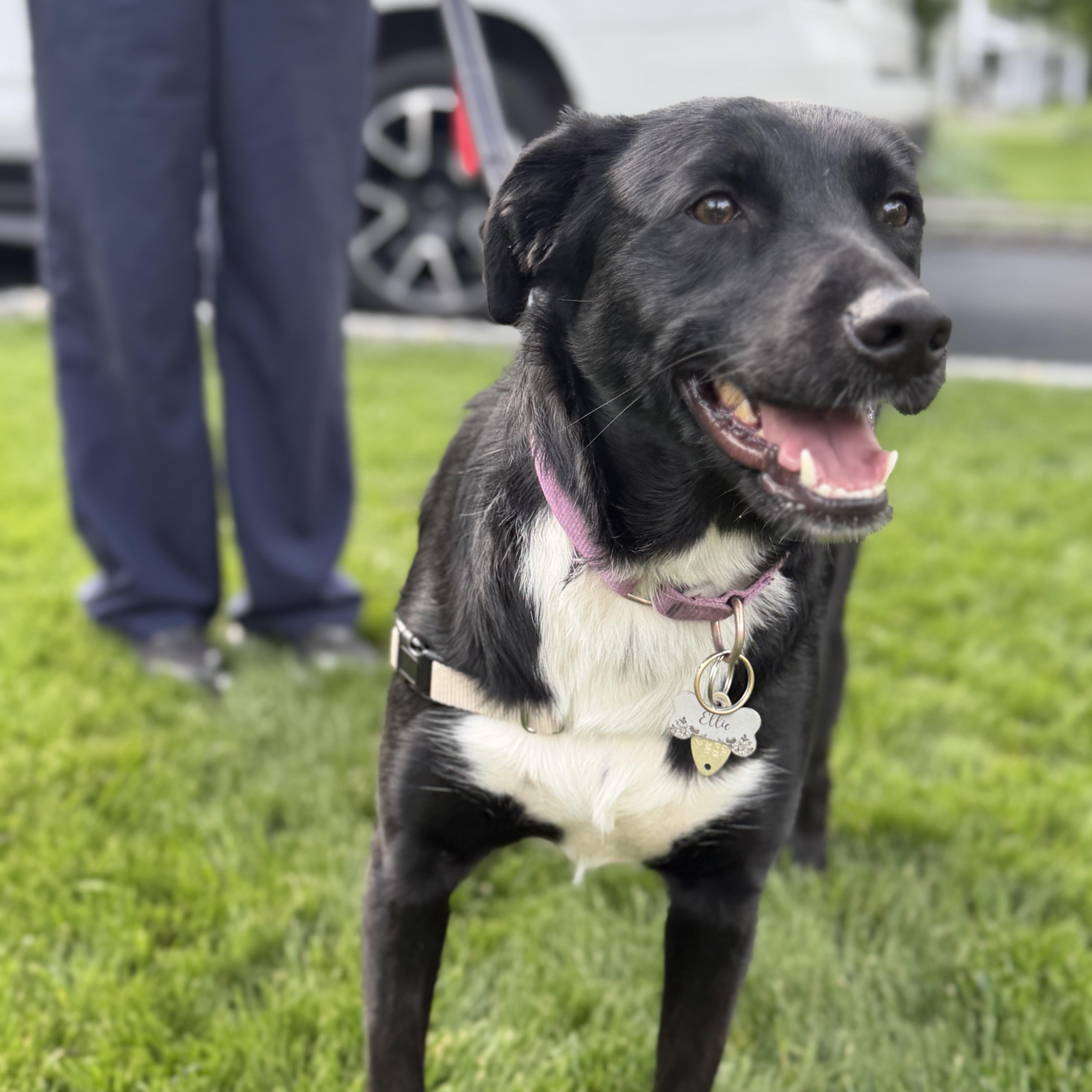 Ellie, a ADOPTABLE mixed breed in Chatham, NJ image 2/6