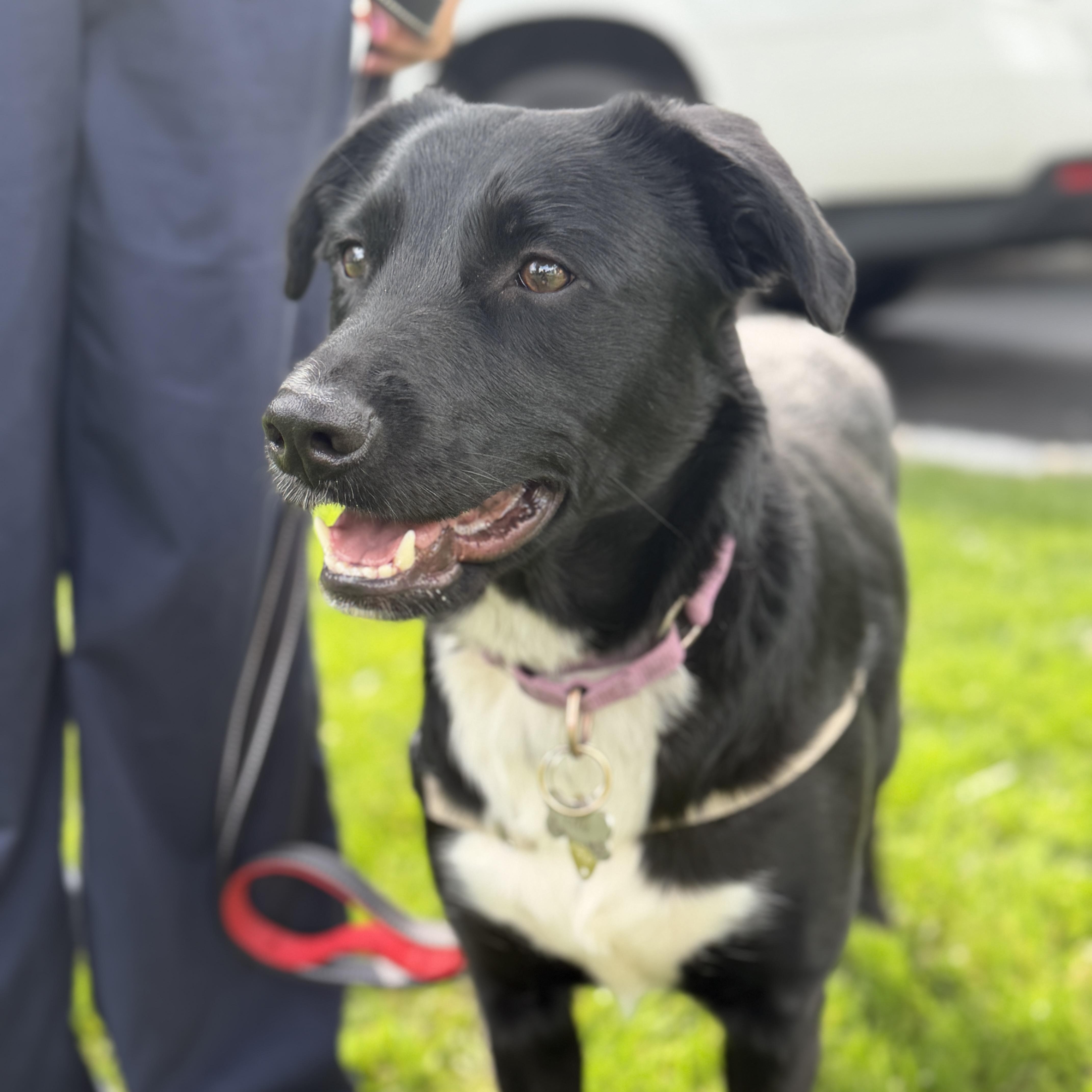 Ellie, a ADOPTABLE mixed breed in Chatham, NJ image 6/6