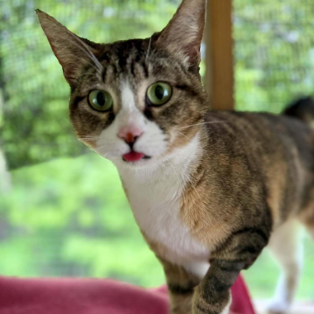 Danni, Adoptable, Young Female Domestic Short Hair.