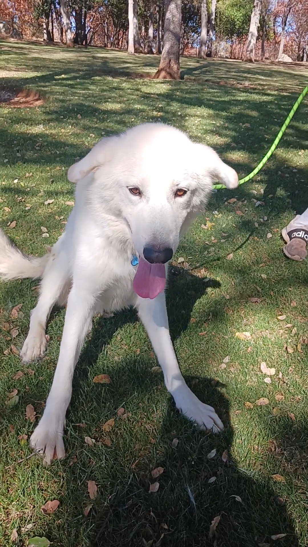 Enlarge Otis, an adoptable mixed breed in Ione, CA image 3/4