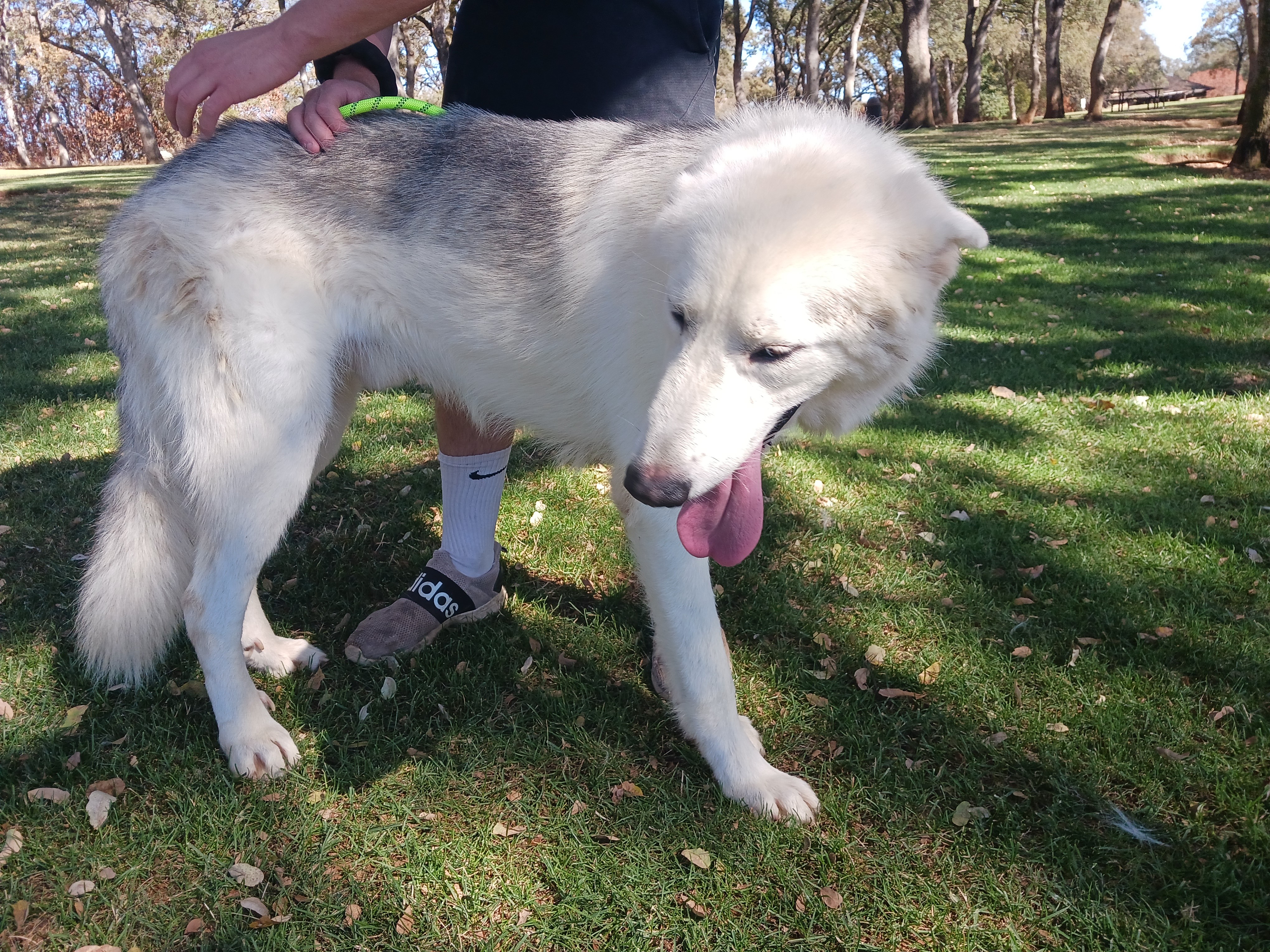 Enlarge Otis, an adoptable mixed breed in Ione, CA image 2/4