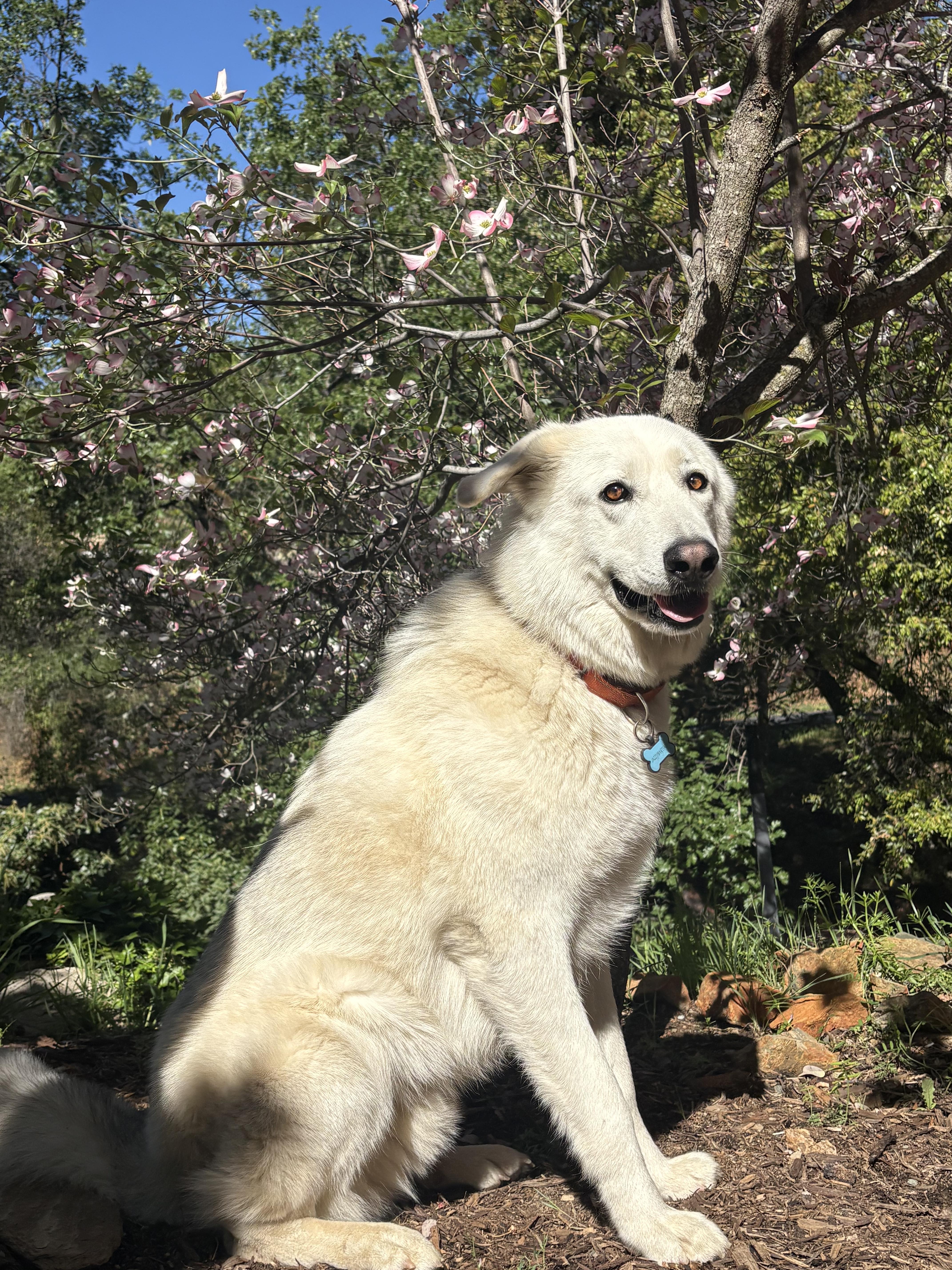 Otis, adoptable, Adult Male German Shepherd Dog & Husky.