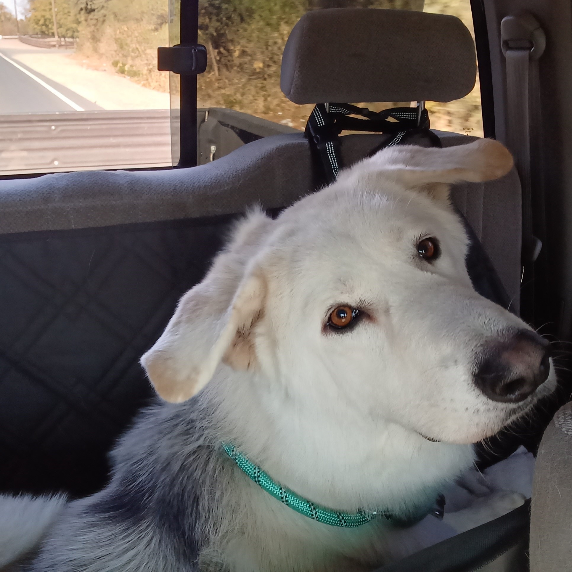 Enlarge Otis, an adoptable mixed breed in Ione, CA image 1/4