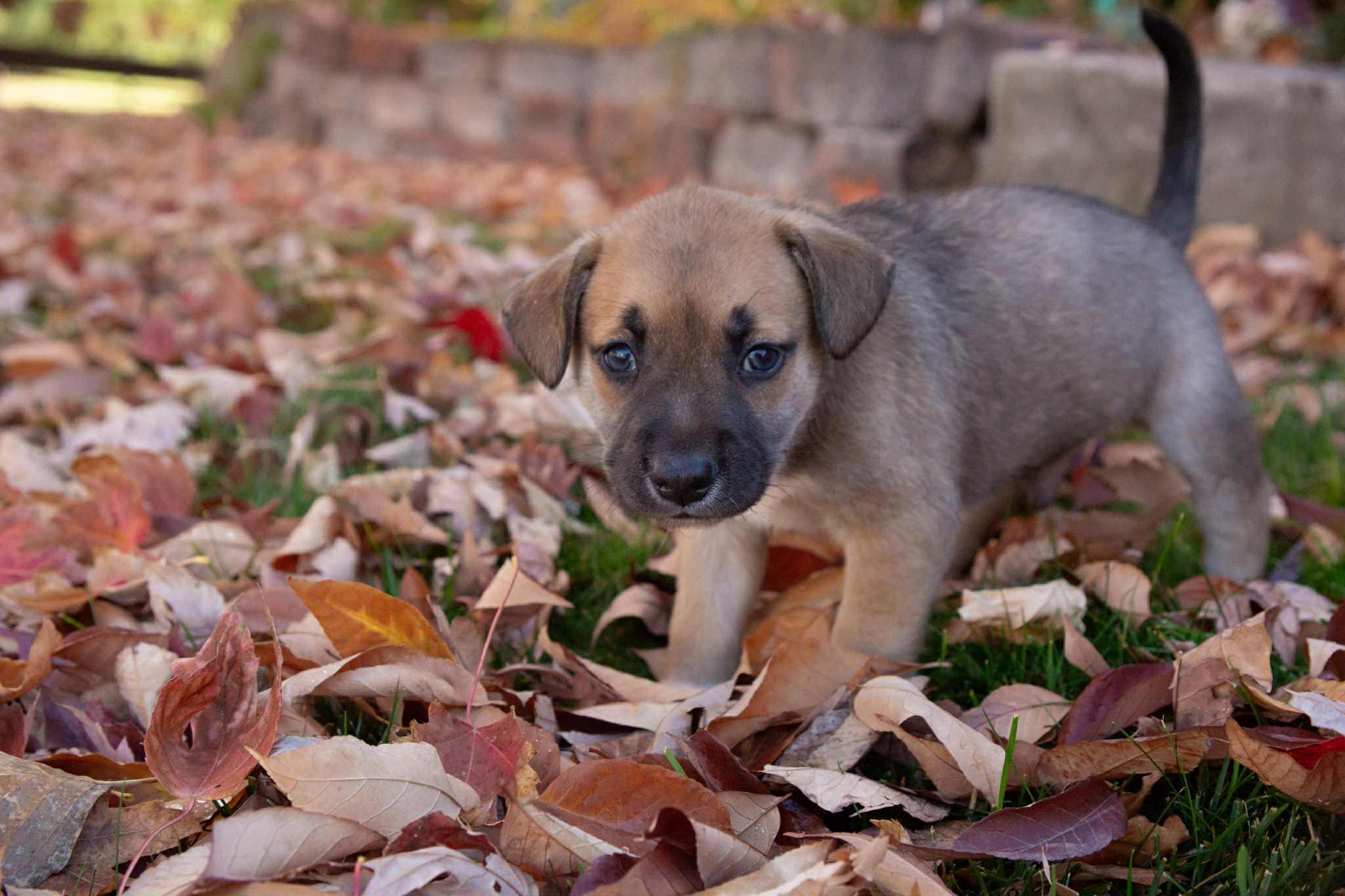 Enlarge Noah, a Adoptable mixed breed in Parker, CO image 1/1