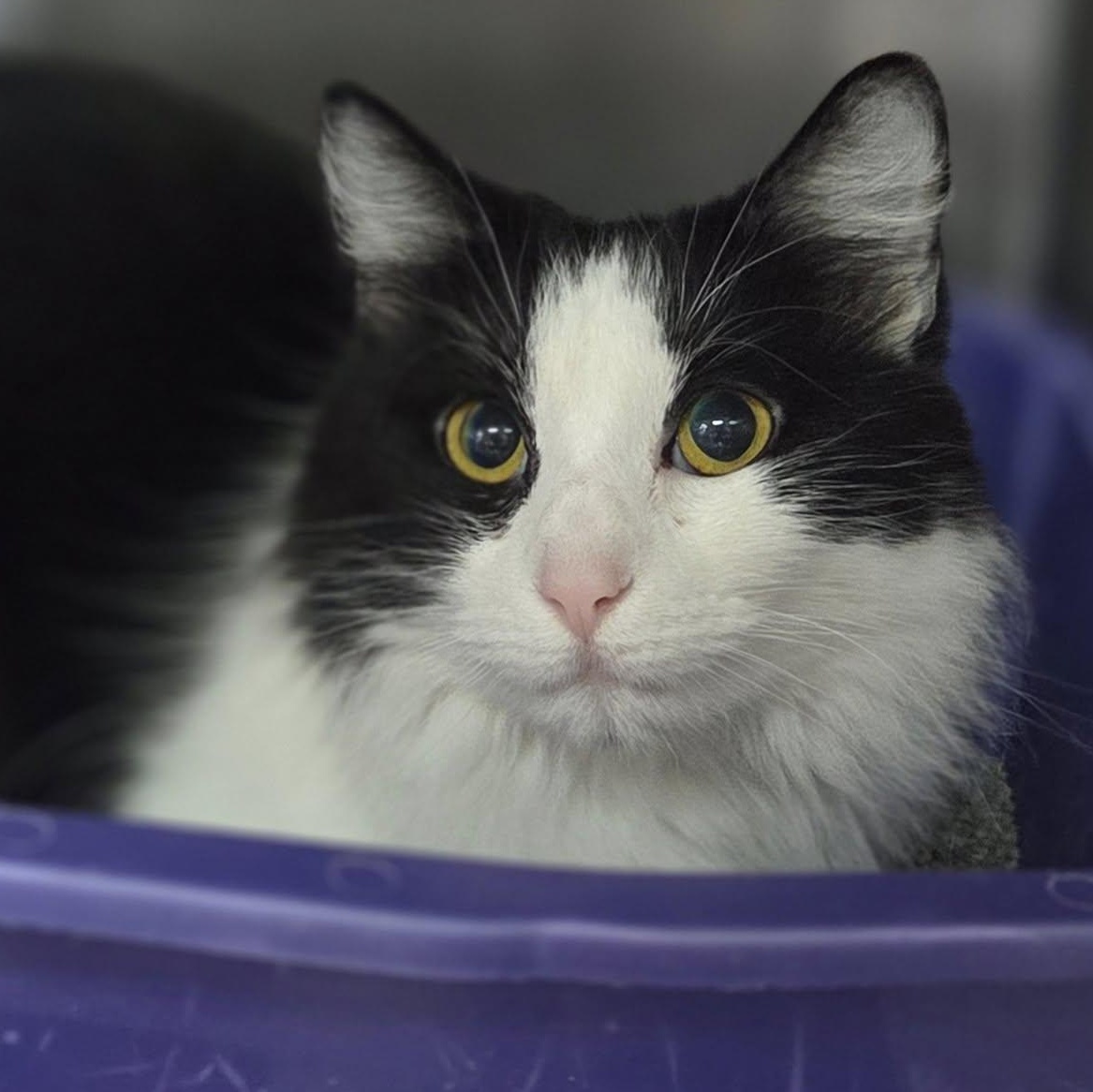 Pita, Adult Female unknown