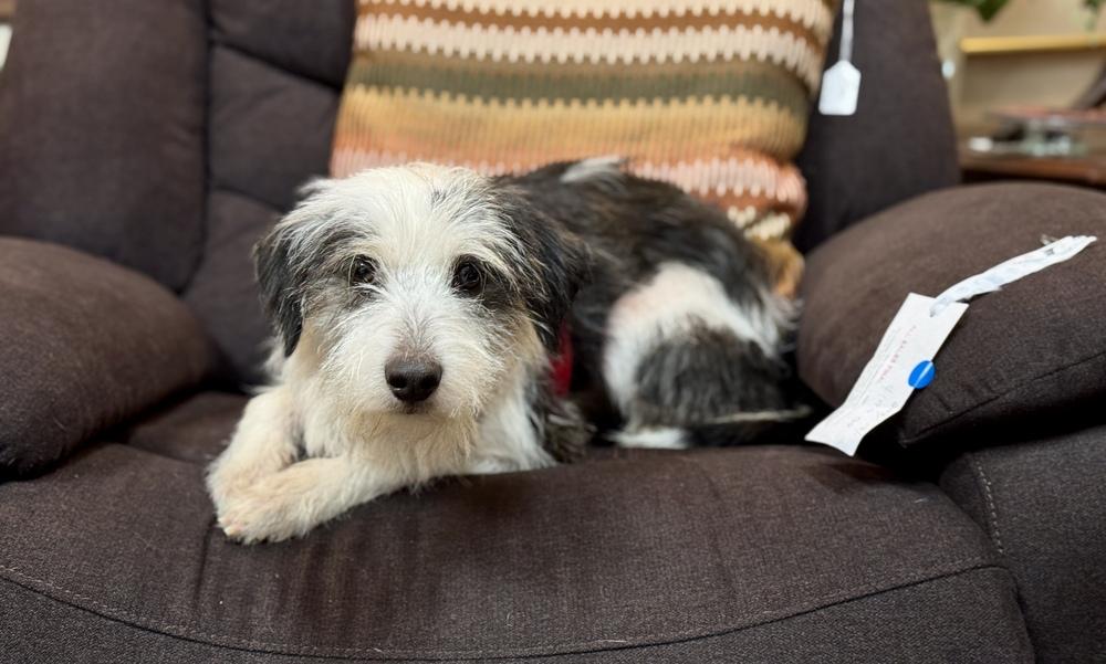 Slinky, a Adoptable mixed breed in Mundelein, IL image 1/6