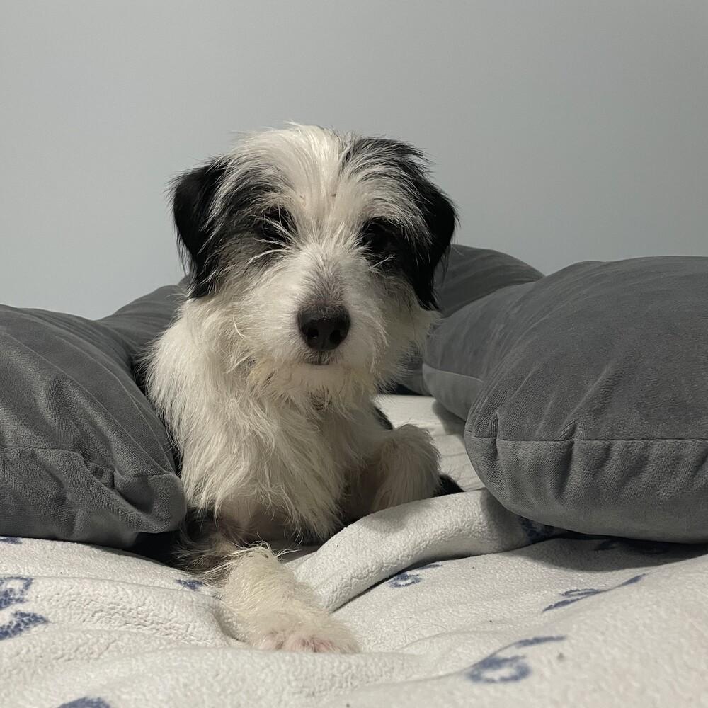 Slinky, a Adoptable mixed breed in Mundelein, IL image 2/6