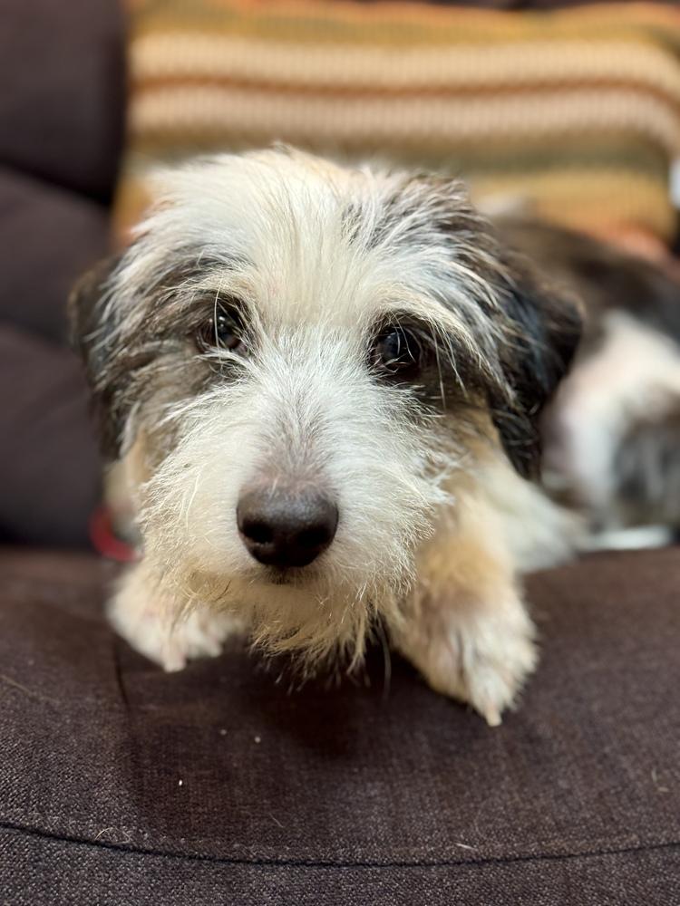 Slinky, a Adoptable mixed breed in Mundelein, IL image 3/6