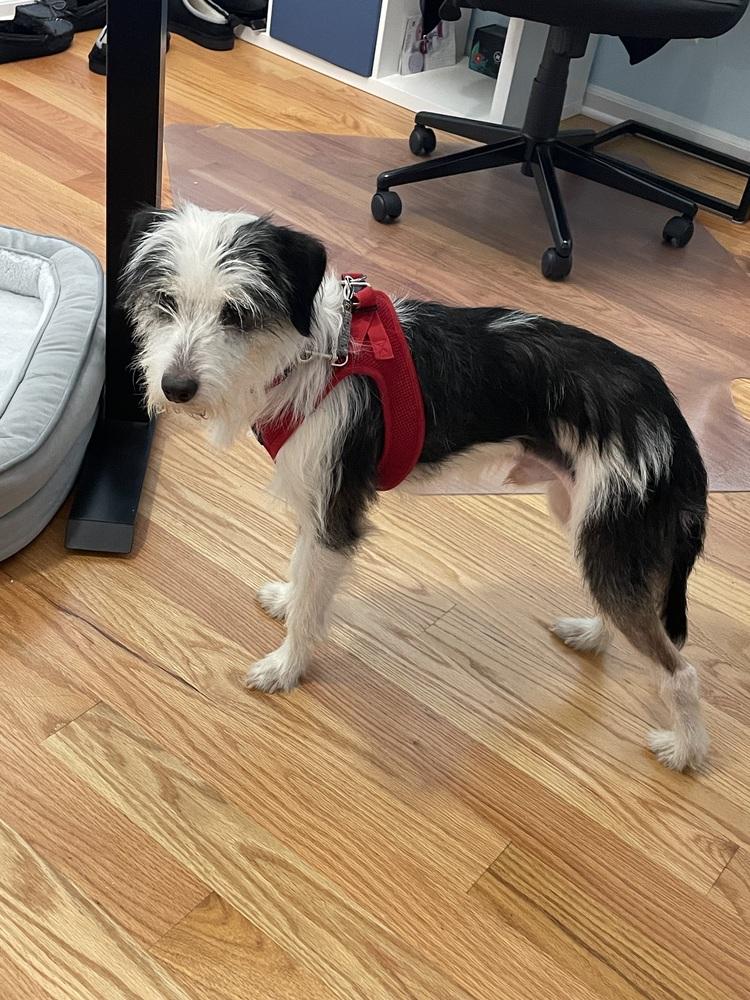 Slinky, a Adoptable mixed breed in Mundelein, IL image 5/6