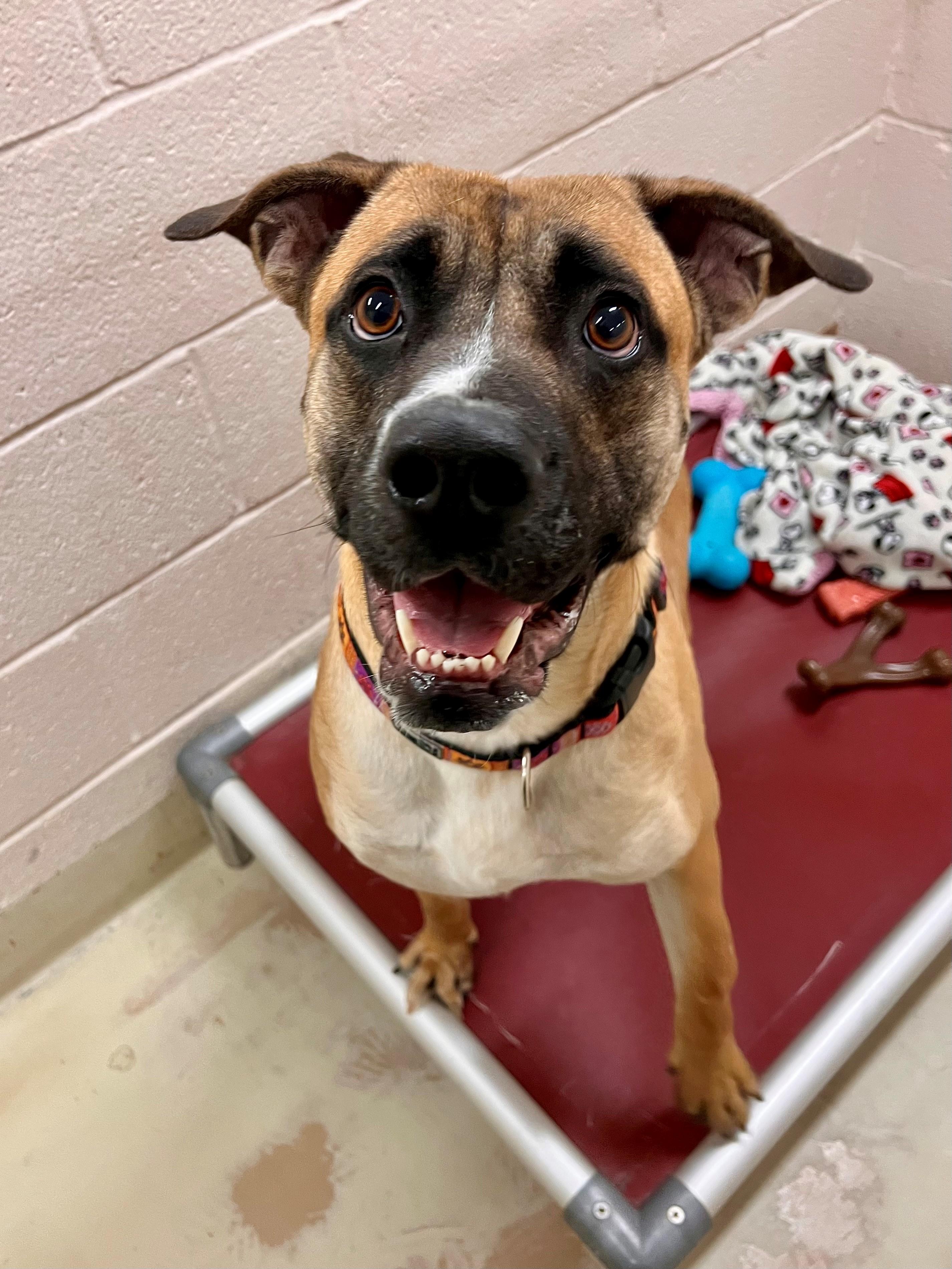 Mindy, an adoptable mixed breed in Frederick, MD image 6/6