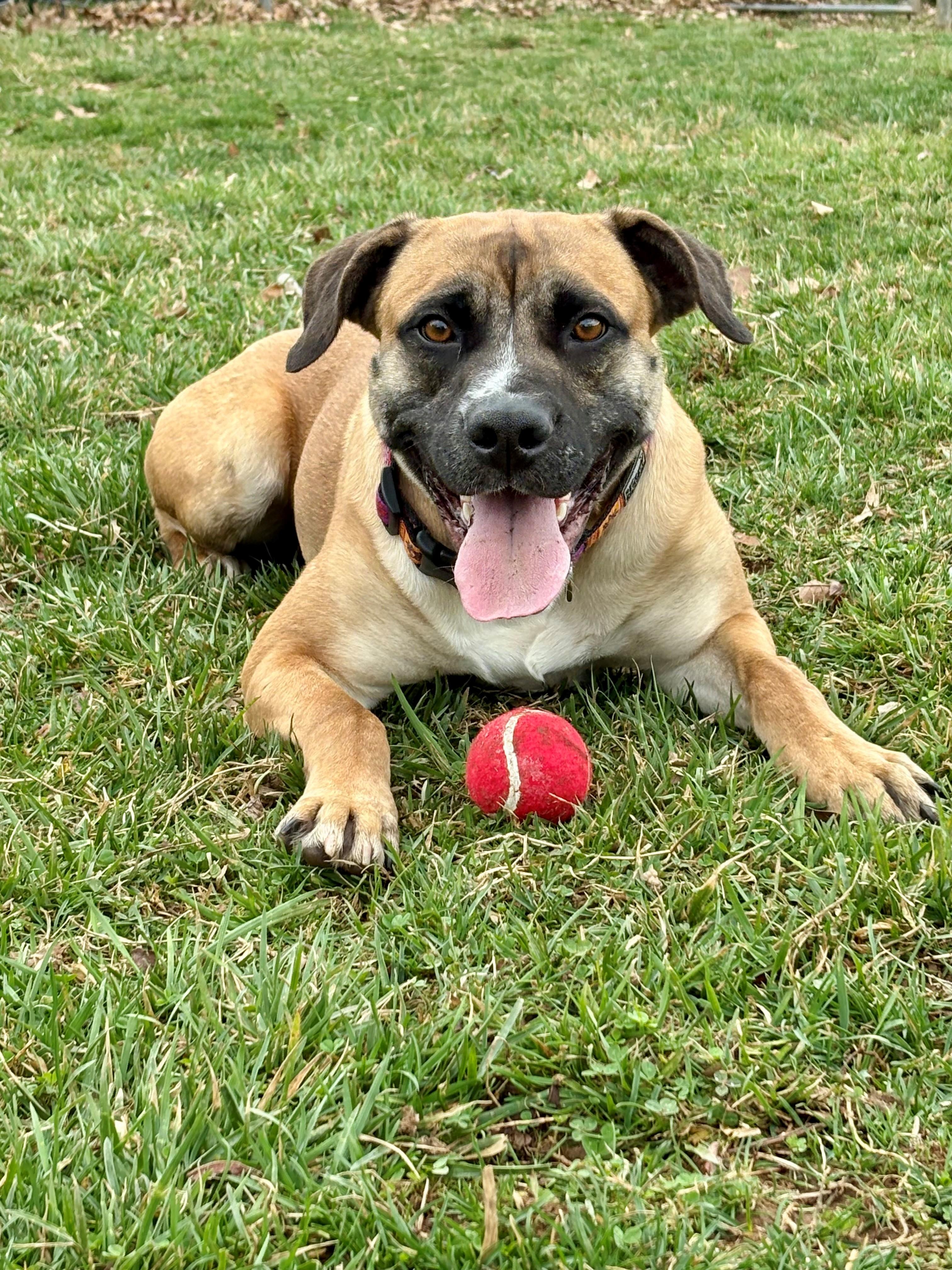 Mindy, an adoptable mixed breed in Frederick, MD image 4/6