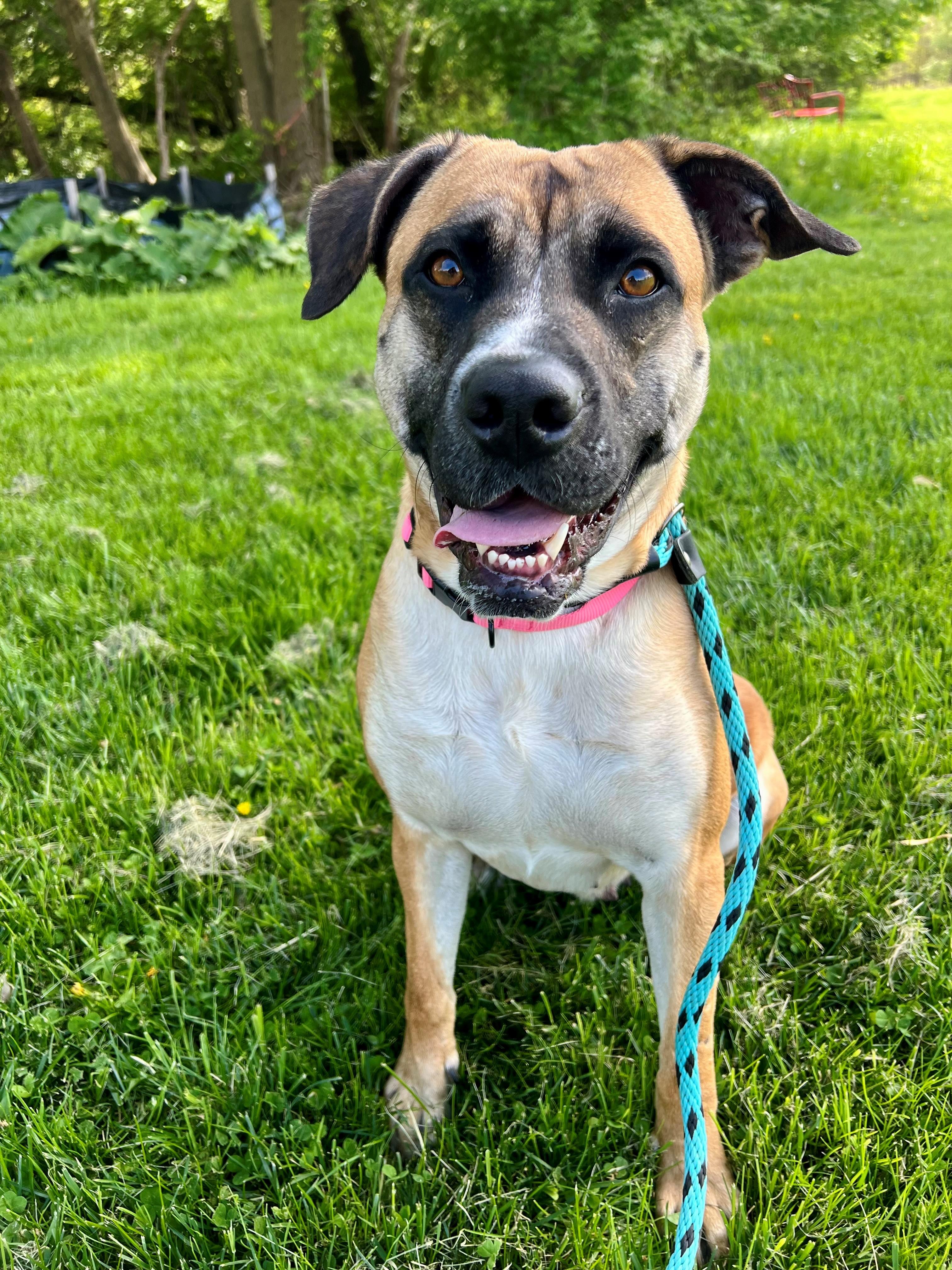 Mindy, an adoptable mixed breed in Frederick, MD image 2/6