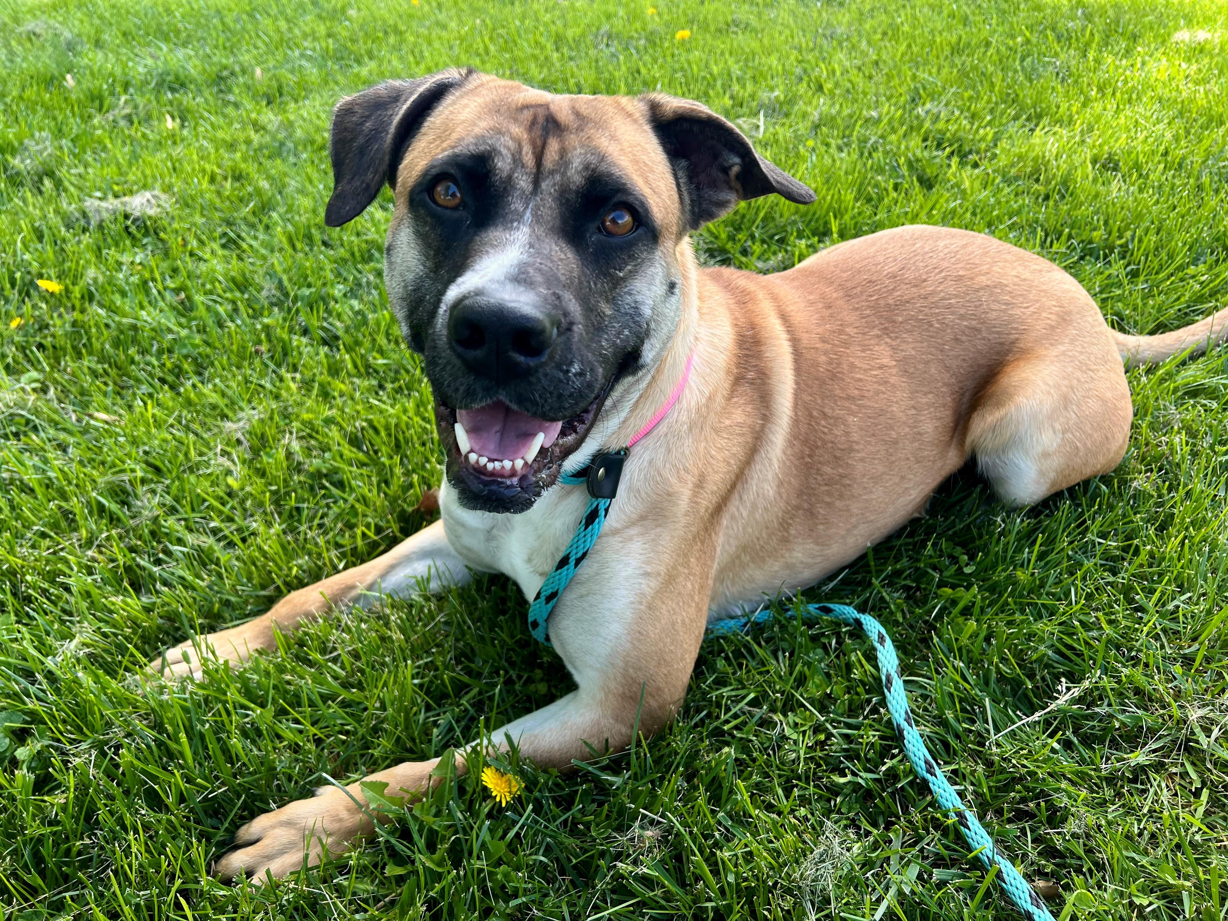 Mindy, an adoptable mixed breed in Frederick, MD image 3/6