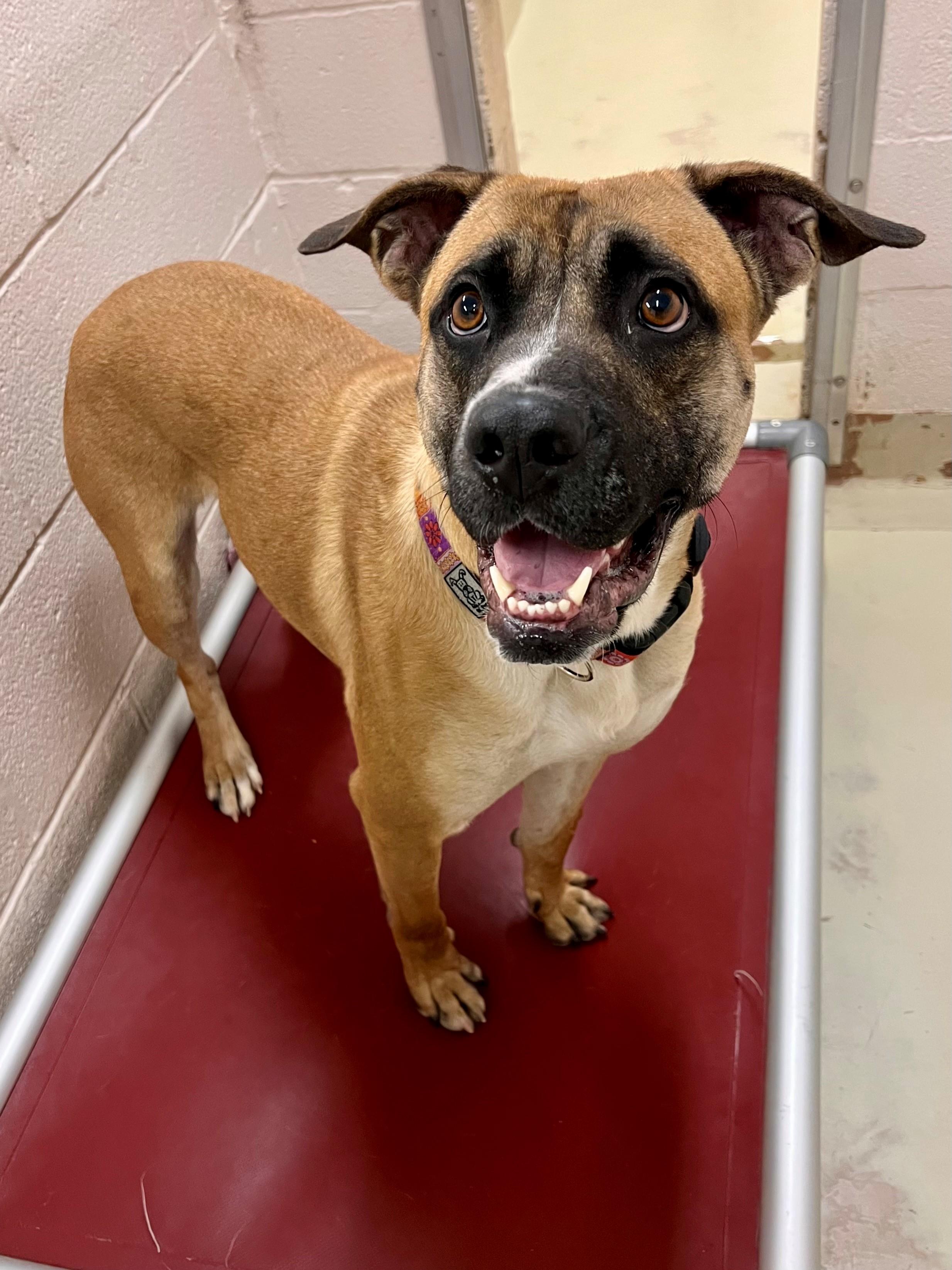 Mindy, an adoptable mixed breed in Frederick, MD image 5/6