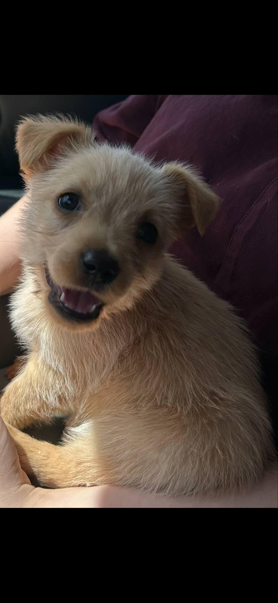 Mr Churros, Adopted, Puppy Male Norfolk Terrier & Yorkshire Terrier.