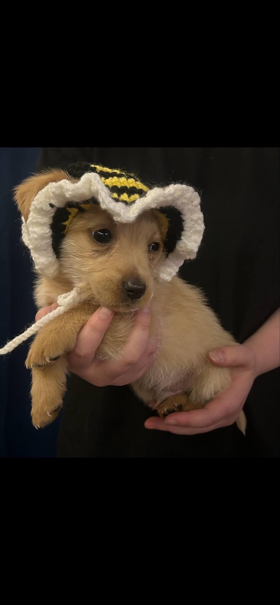 Mr Churros, a Adopted mixed breed in Leming, TX image 2/6