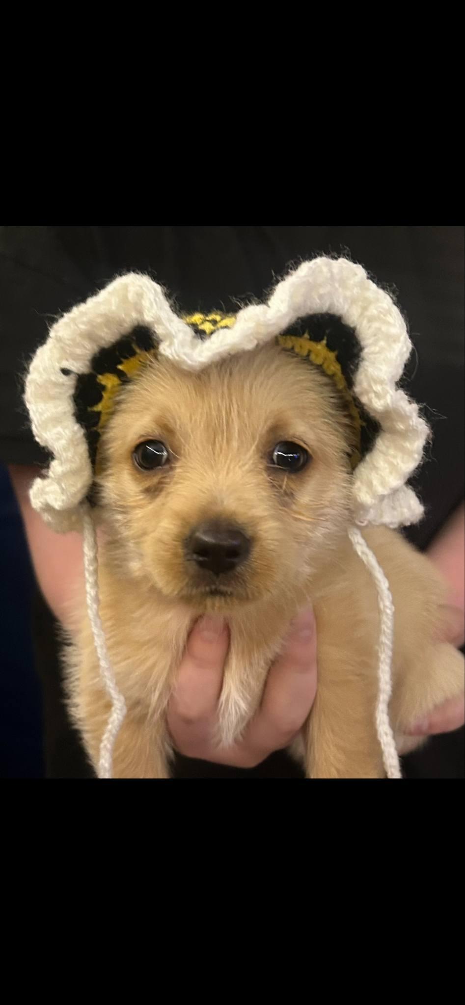Mr Churros, a Adopted mixed breed in Leming, TX image 4/6
