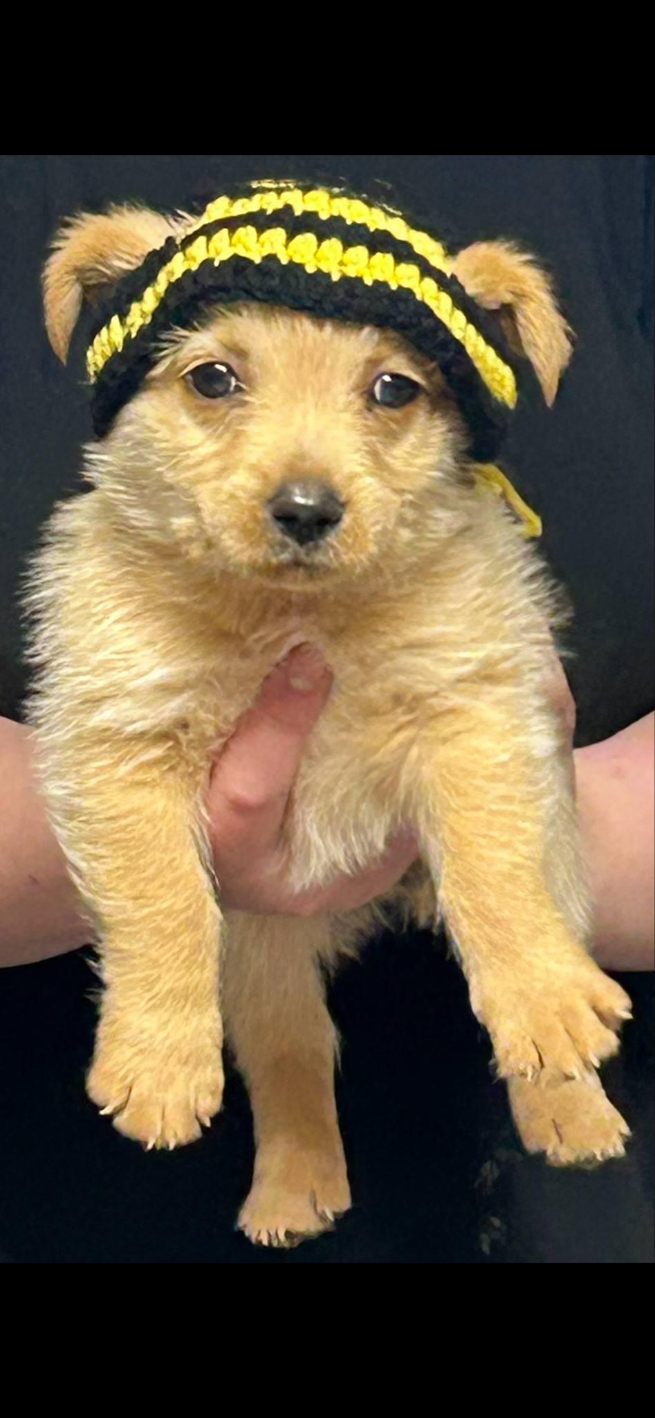 Mr Churros, a Adopted mixed breed in Leming, TX image 5/6