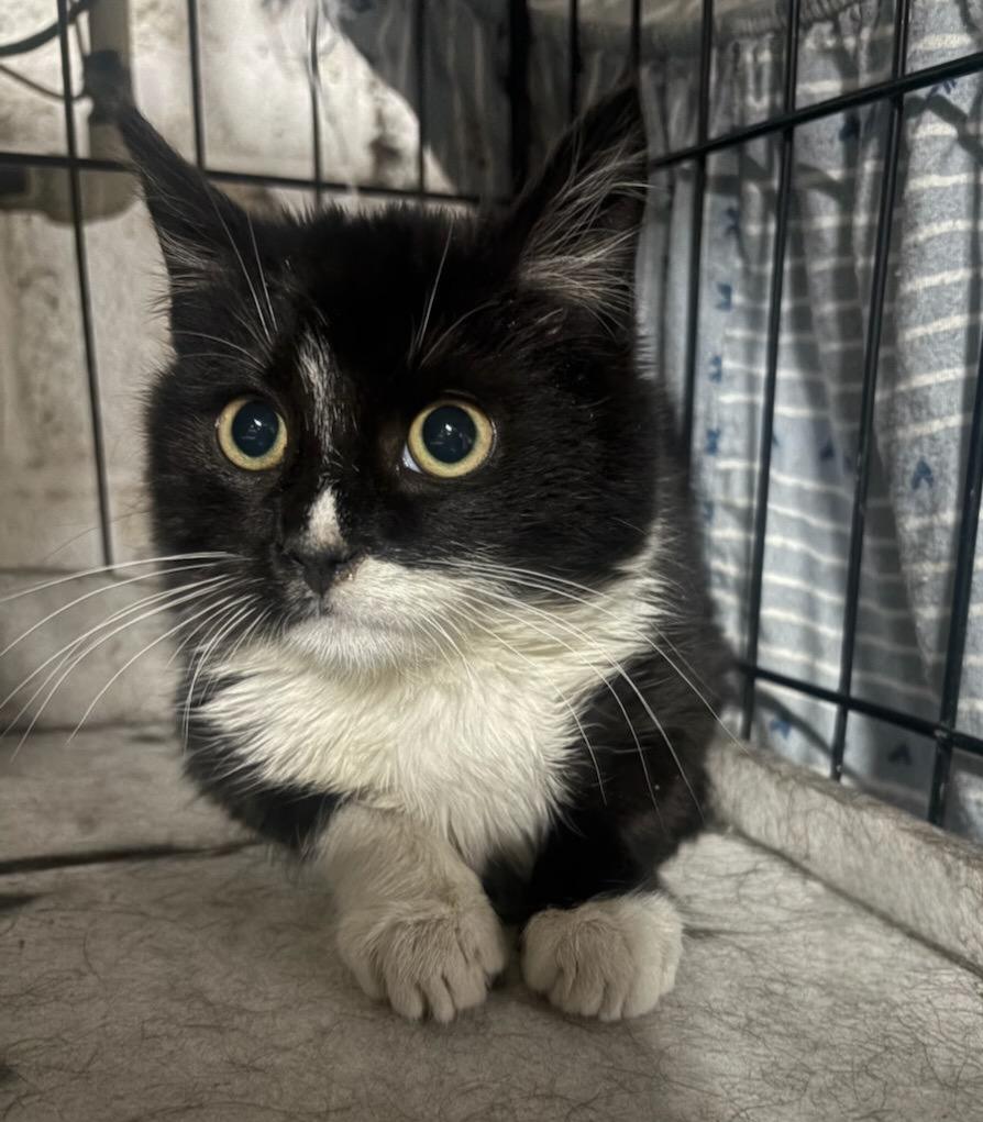 Mr. Moo, an adoptable Domestic Short Hair in Sayreville, NJ image 2/2